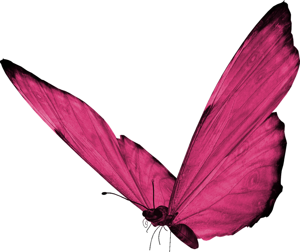 Розовые бабочки. Красивые бабочки на прозрачном фоне. Клипарт бабочки на прозрачном фоне. Бабочки для фотошопа.
