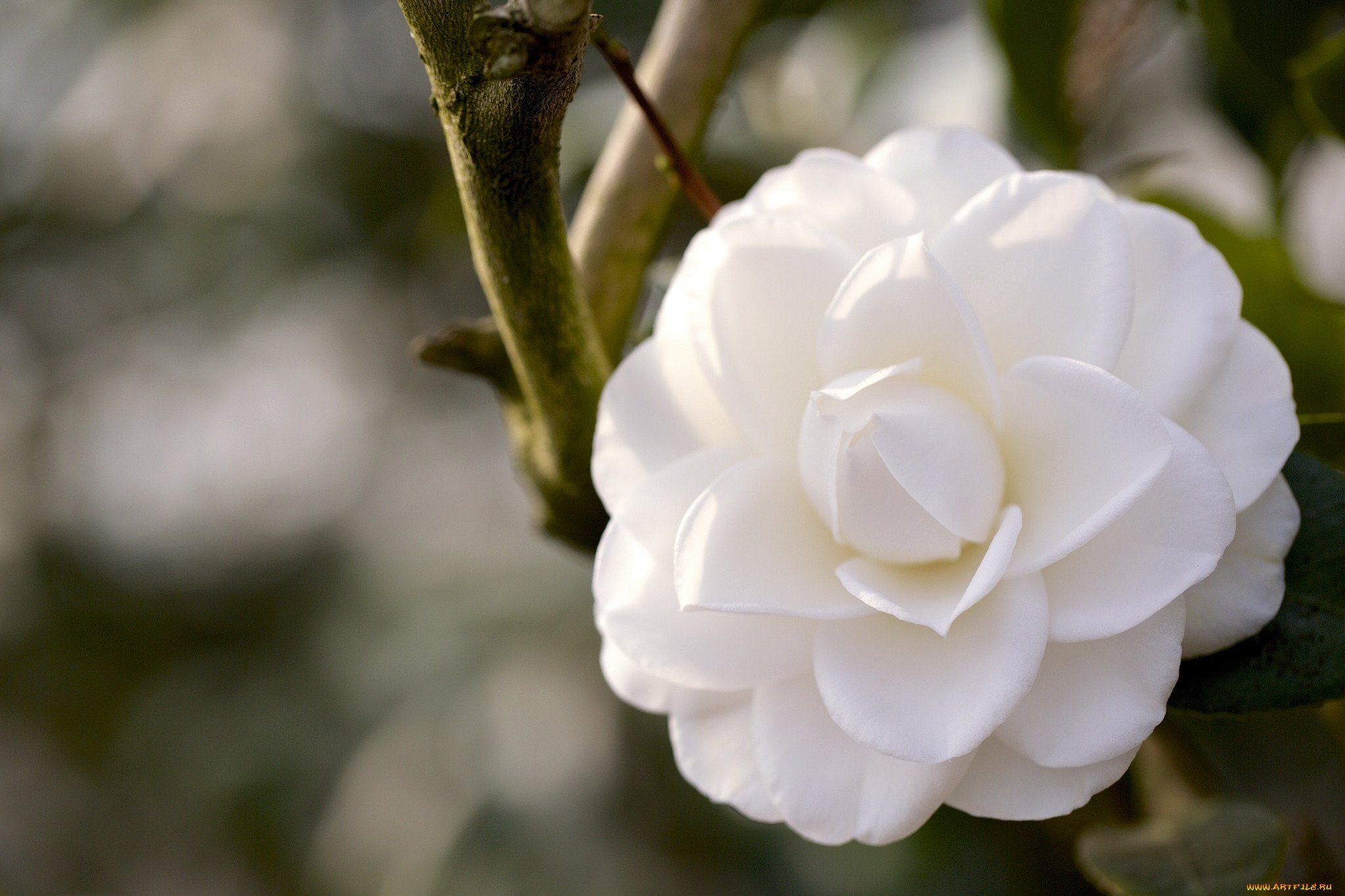 Республика камелия. Камелия нобилиссима. Камелия махровая. Камелия белая цветок. Камелия японская белая.