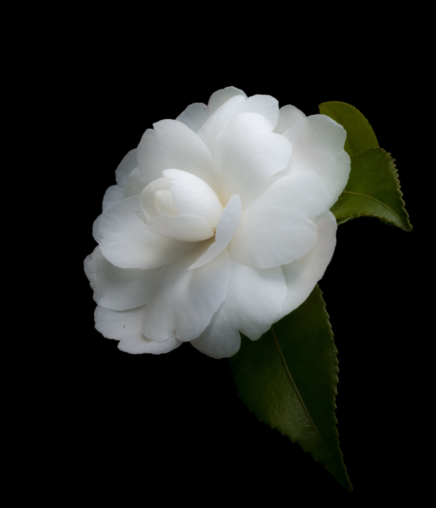 Новая камелия. Камелия белая. Камелия японская белая. Камелия белая цветок.
