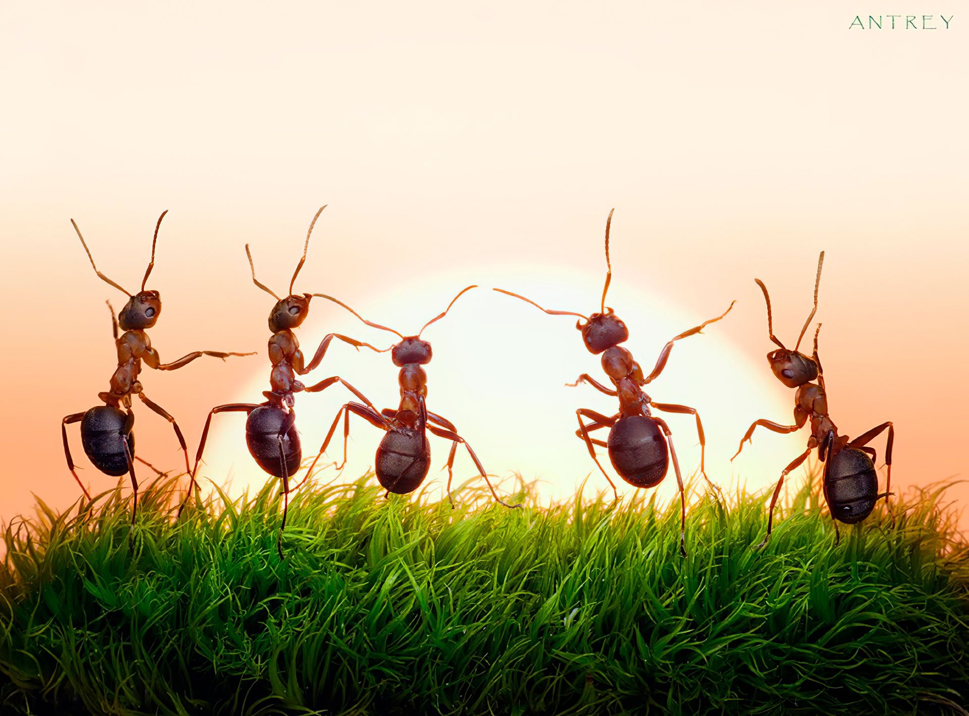 Муравьев спасибо жизнь. Муравей. Муравьи куча. Прикольный муравей. Веселый муравей.