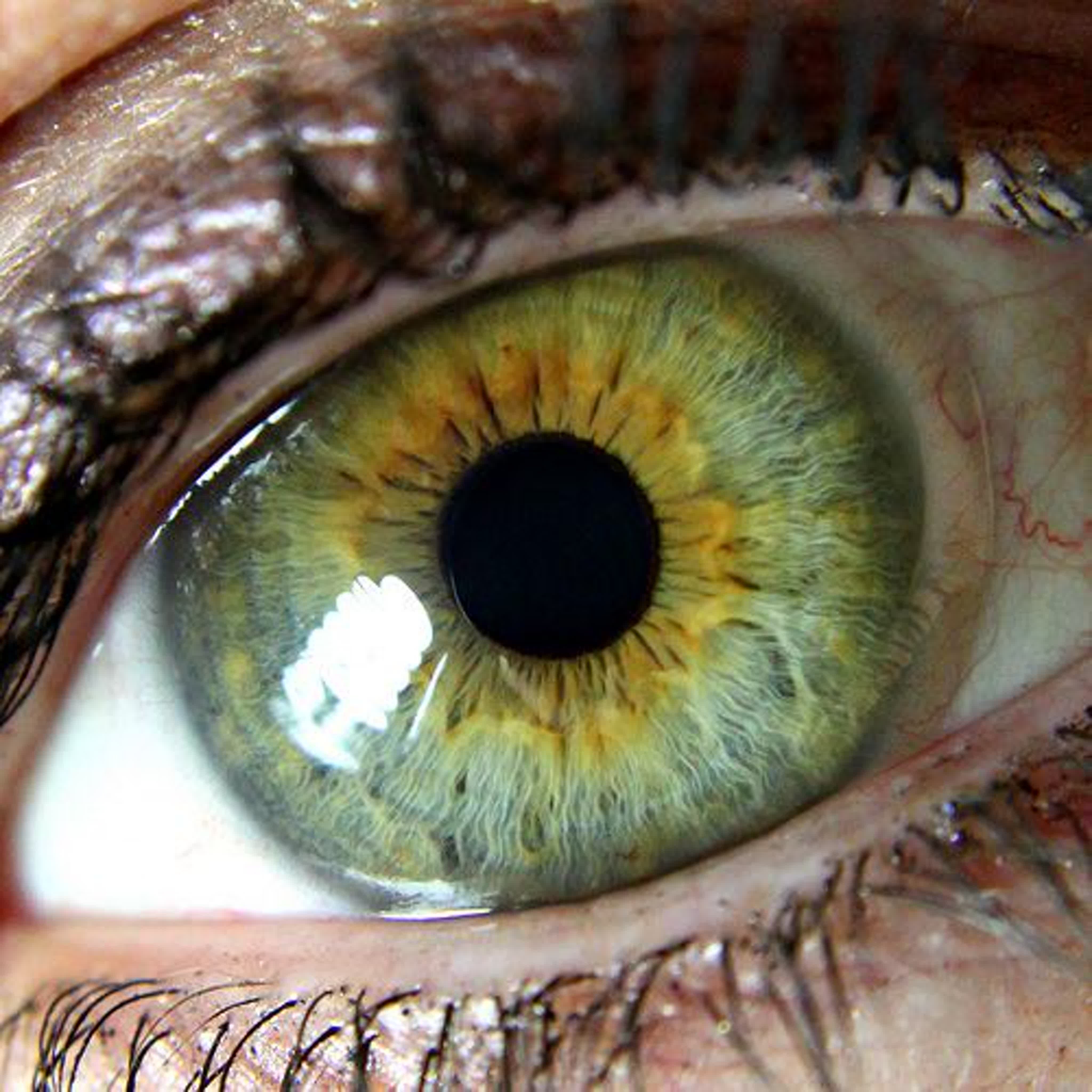 Какого цвета радужка. Центральная гетерохромия хамелеон. Центральная гетерохромия зеленый Карий. Болотный цвет глаз гетерохромия. Центральная гетерохромия глаз Карий и зеленый.