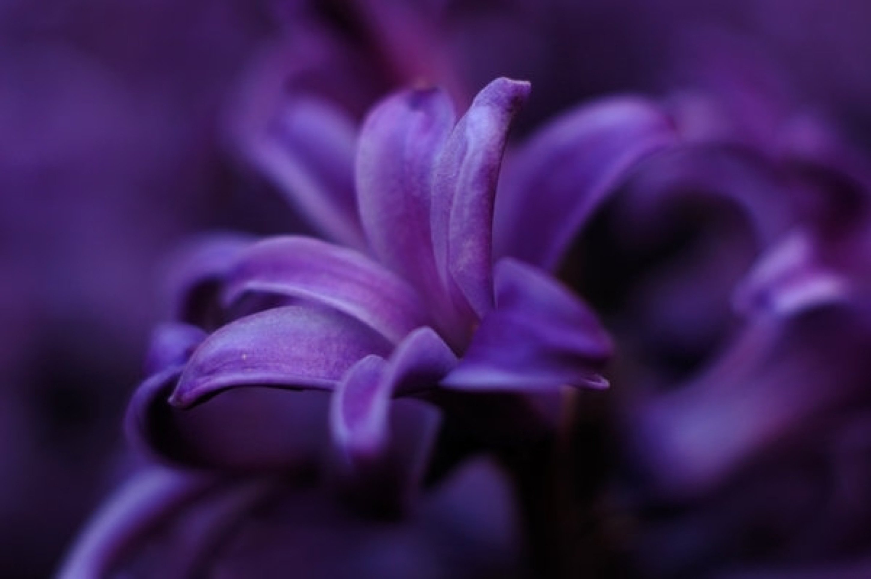 Дерзкие фиолетовые цветы