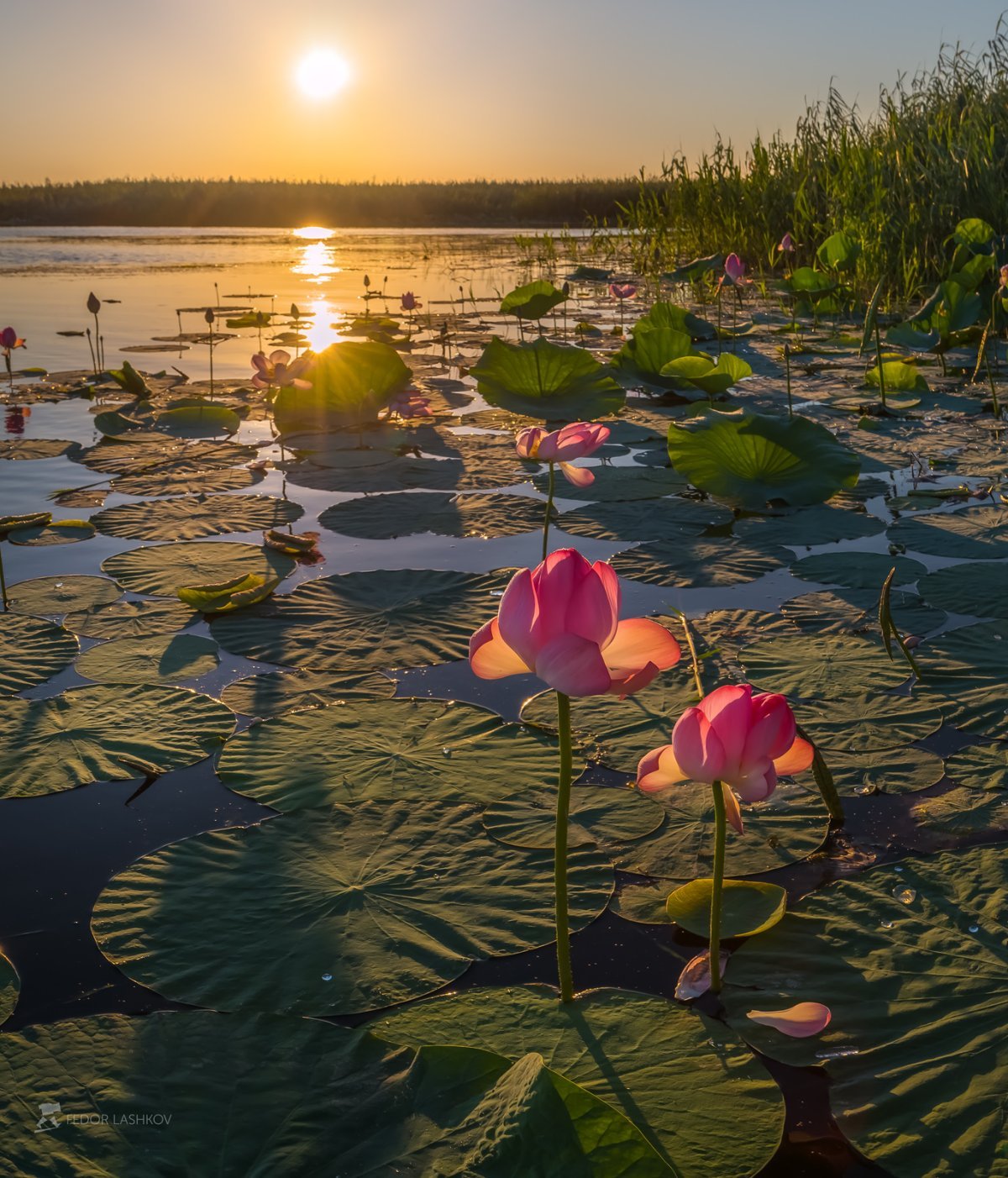 Дельта волги фото сверху