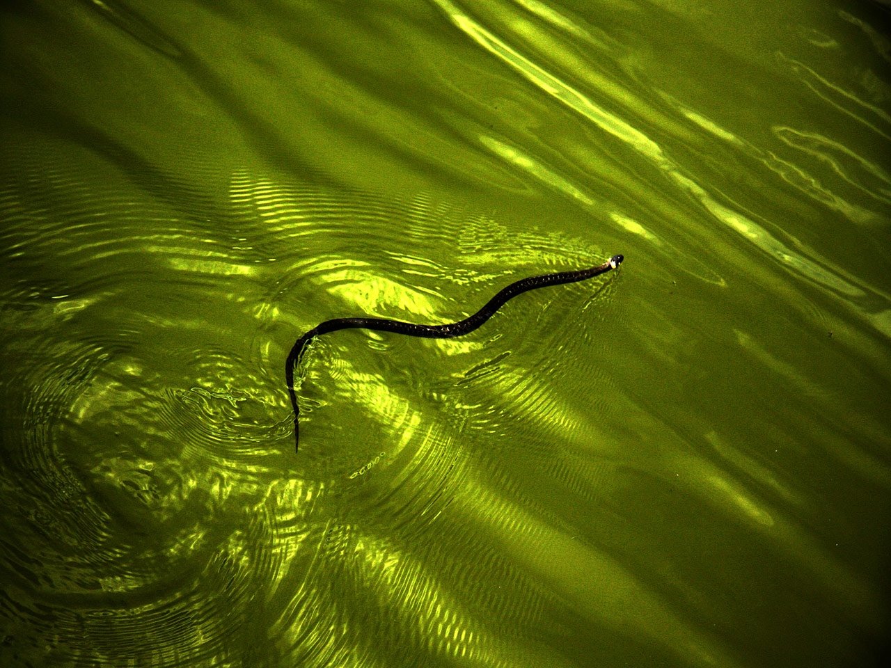 Змея плывет в воде
