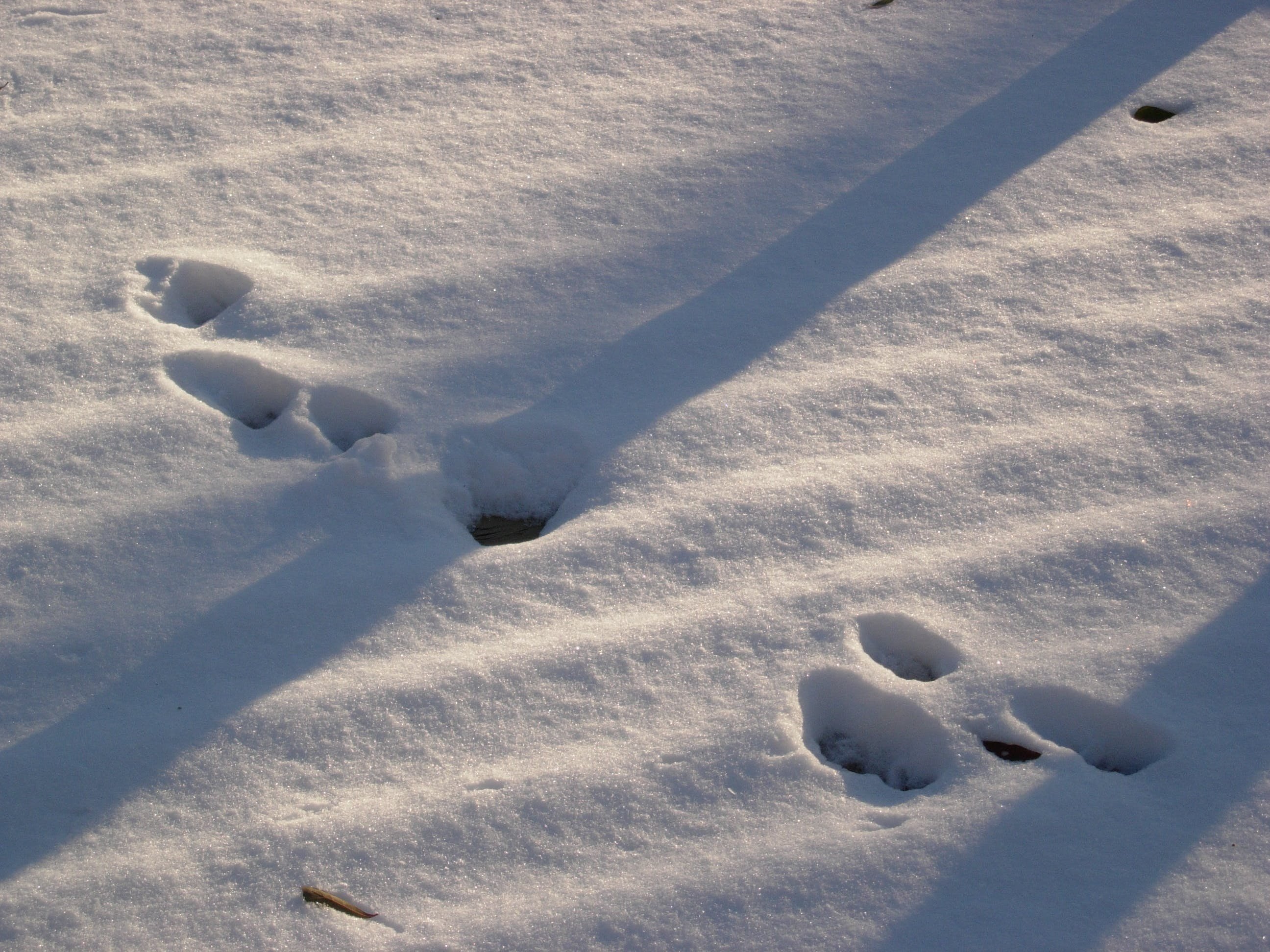 След зайца на снегу 5. Следы Ласкина снегу. Следы зайца беляка на снегу. Следы зайца беляка. Заяц толай следы.