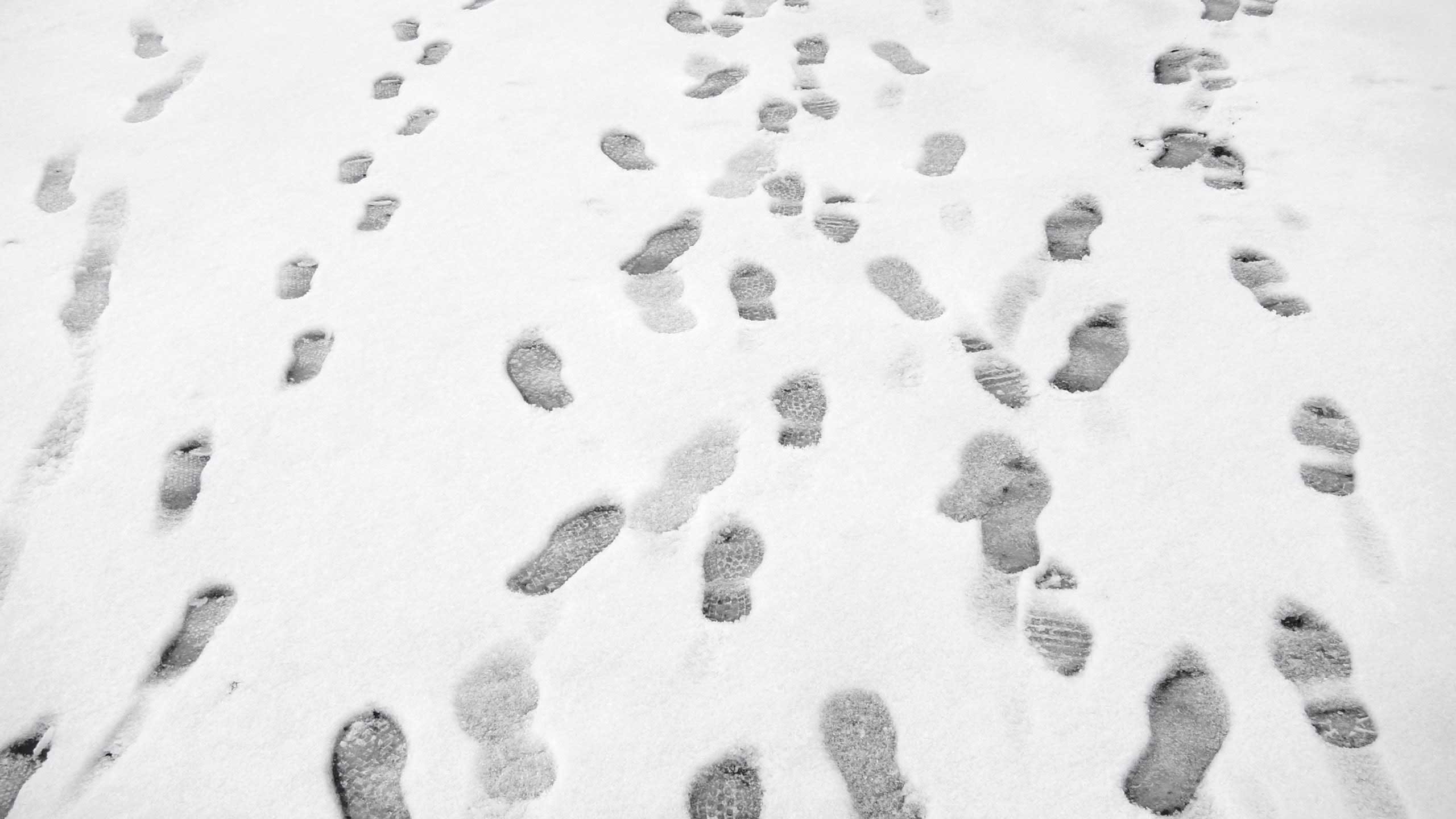 Свежесть следа. Следы на снегу. Зимние следы. Следы ботинок на снегу. Много следов на снегу.