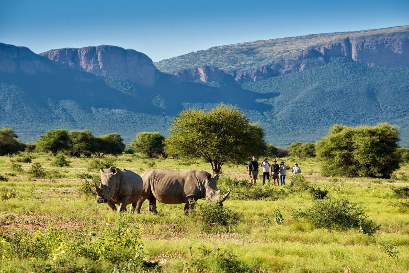 Национальный парк каким названием есть в африке. Парк Лимпопо ЮАР. Крюгер парк ЮАР. Провинция Лимпопо в ЮАР. Река Лимпопо ЮАР.