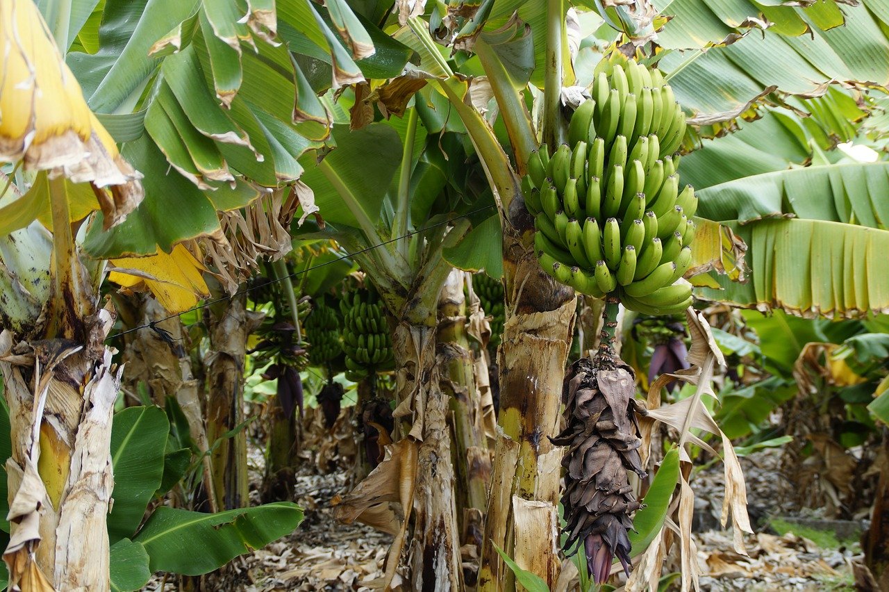 Страны выращивающие бананы. Банановая Пальма. Бананы на Пальме. Банановое дерево в Южной Америке. Растение банановое дерево.