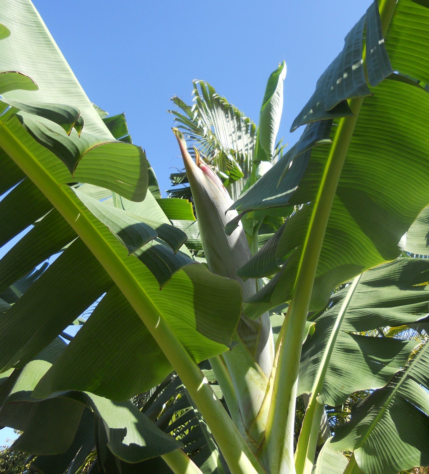Растут бананы плантан