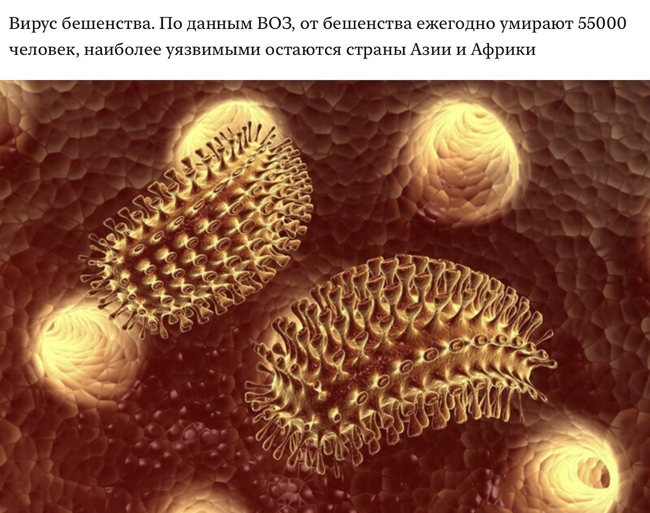 Вирус бешенства под микроскопом