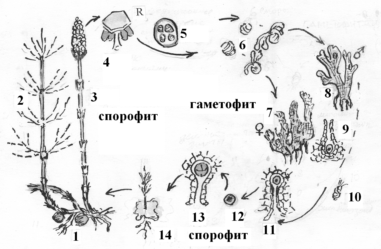 Спороносный колосок рисунок