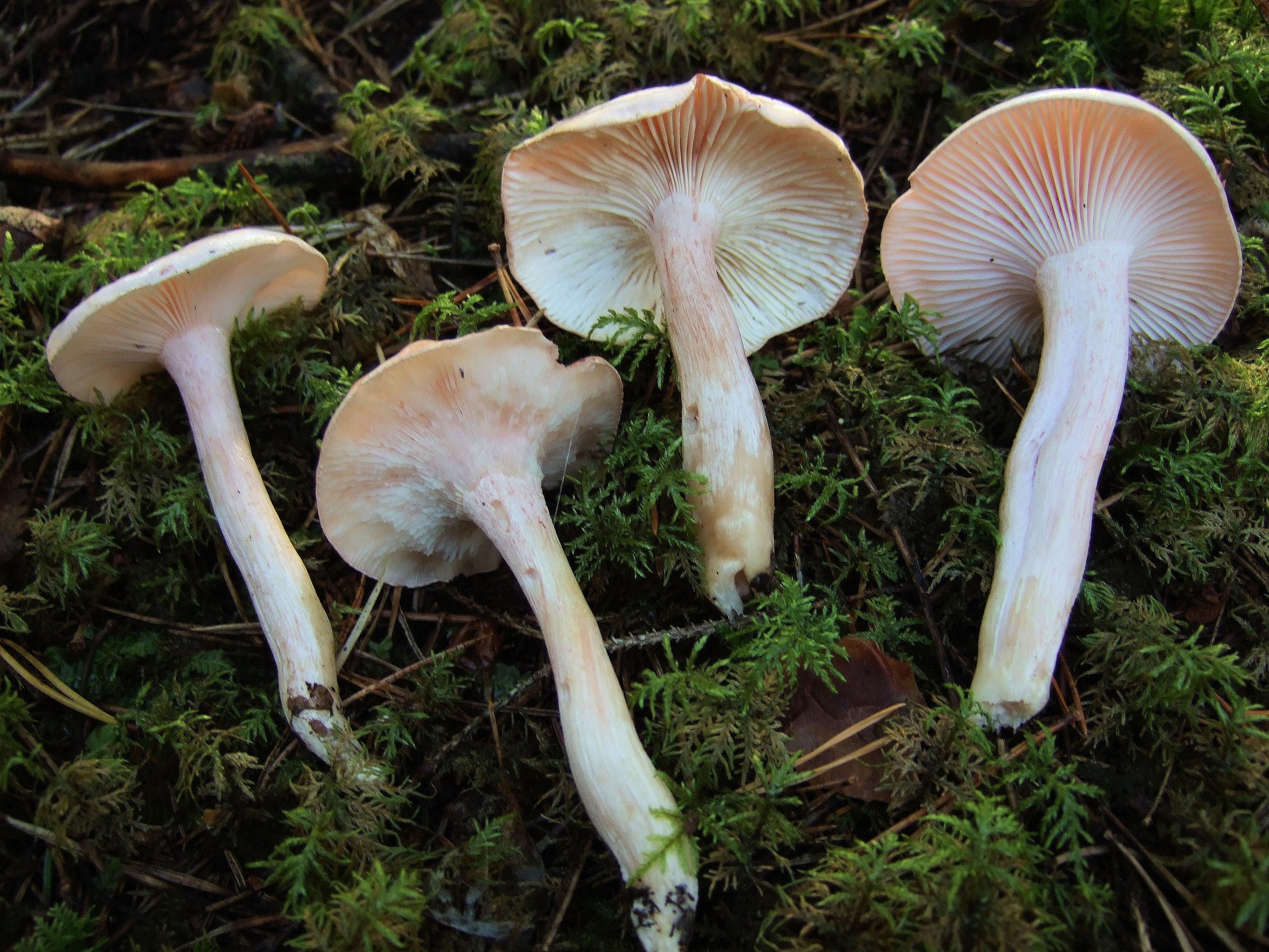 Гигрофоры. Hygrophorus pudorinus. Гриб гигрофор Луговой. Гигрофор золотистый (Hygrophorus chrysodon). Hygrophorus nemoreus.