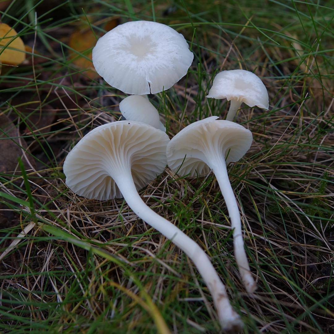 Белые фото и описание. Гриб гигрофор белый. Hygrophorus hedrychii. Гигрофор Грибоведы. Гигрофор Луговой.