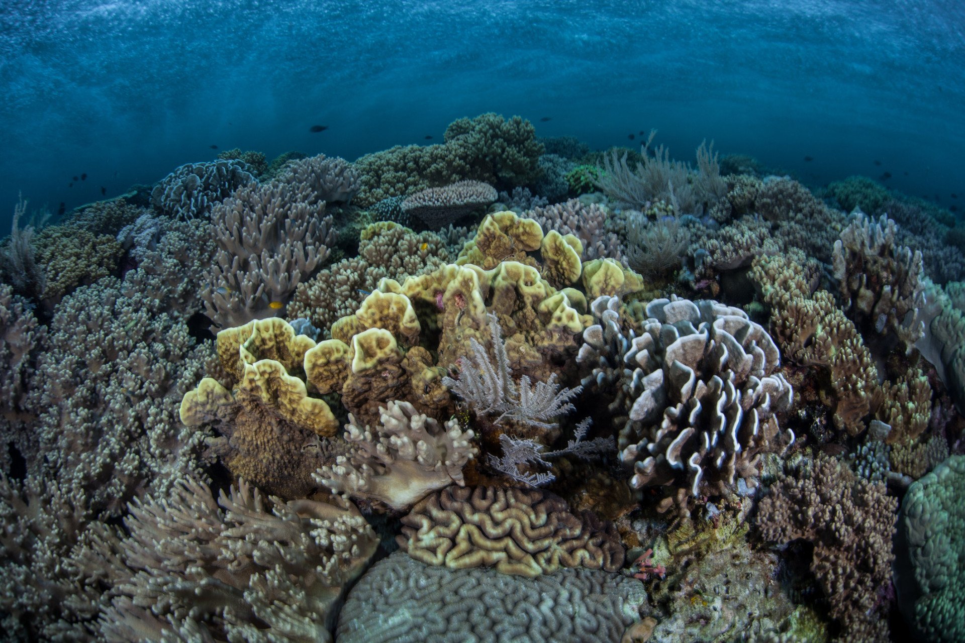 Коралловый риф из праха