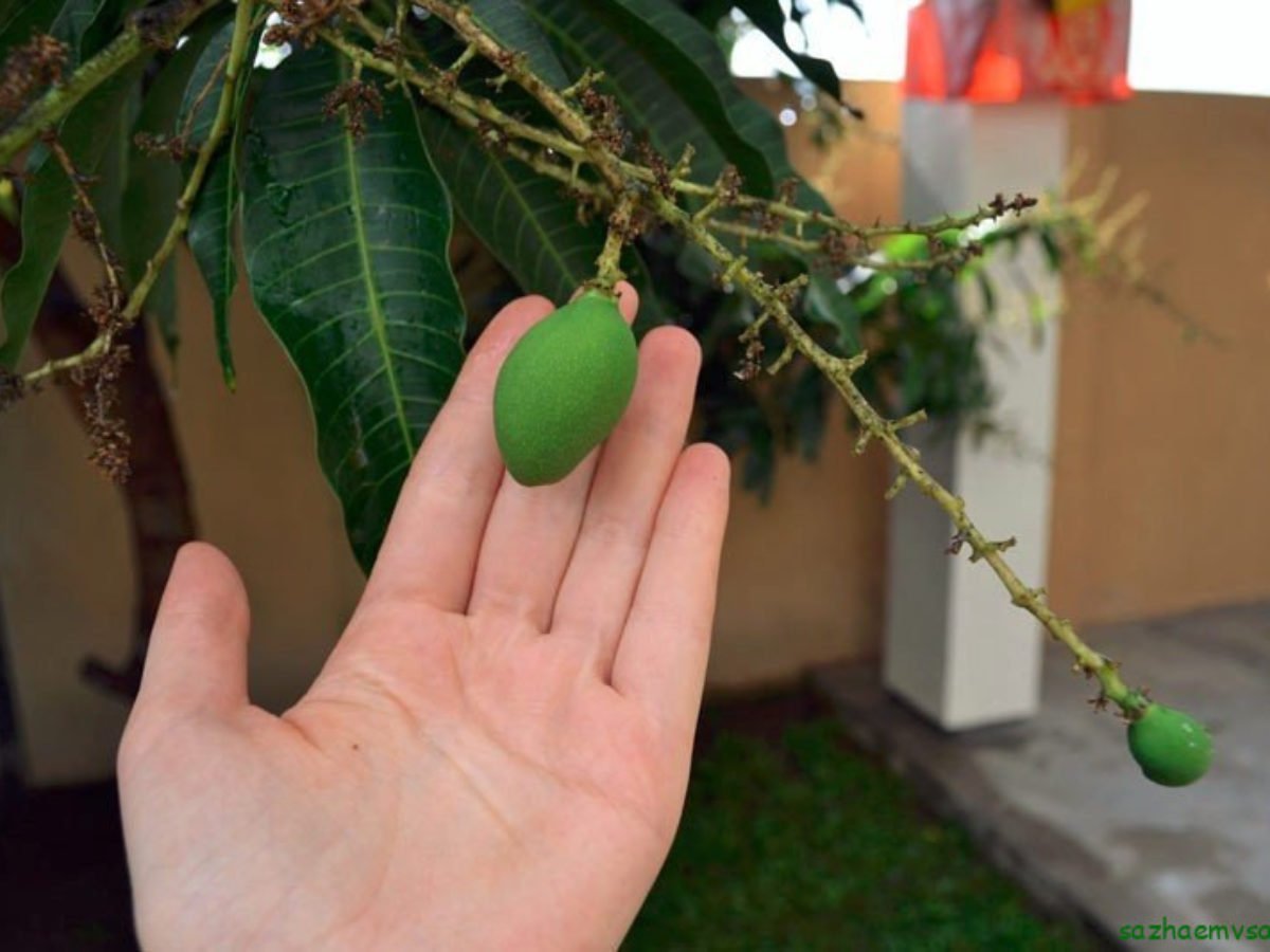 Вырастить манго