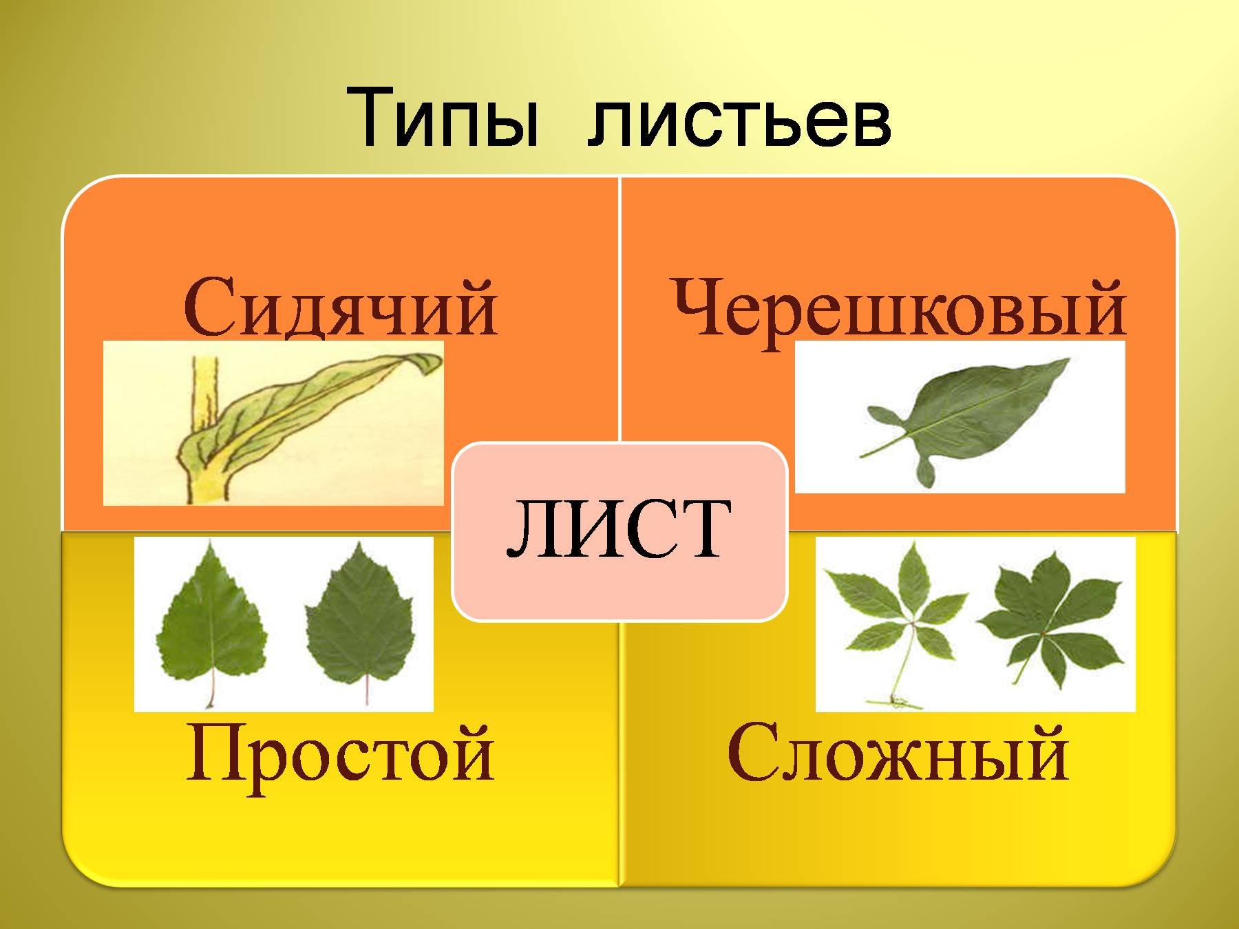 Черешковый тип листа. Тип листа 1) черешковый 2) сидячий. Черешковый Тип листа и сидячий Тип листа. Типы листьев черешковые и сидячие. Листья черешковые и сидячие простые и сложные.