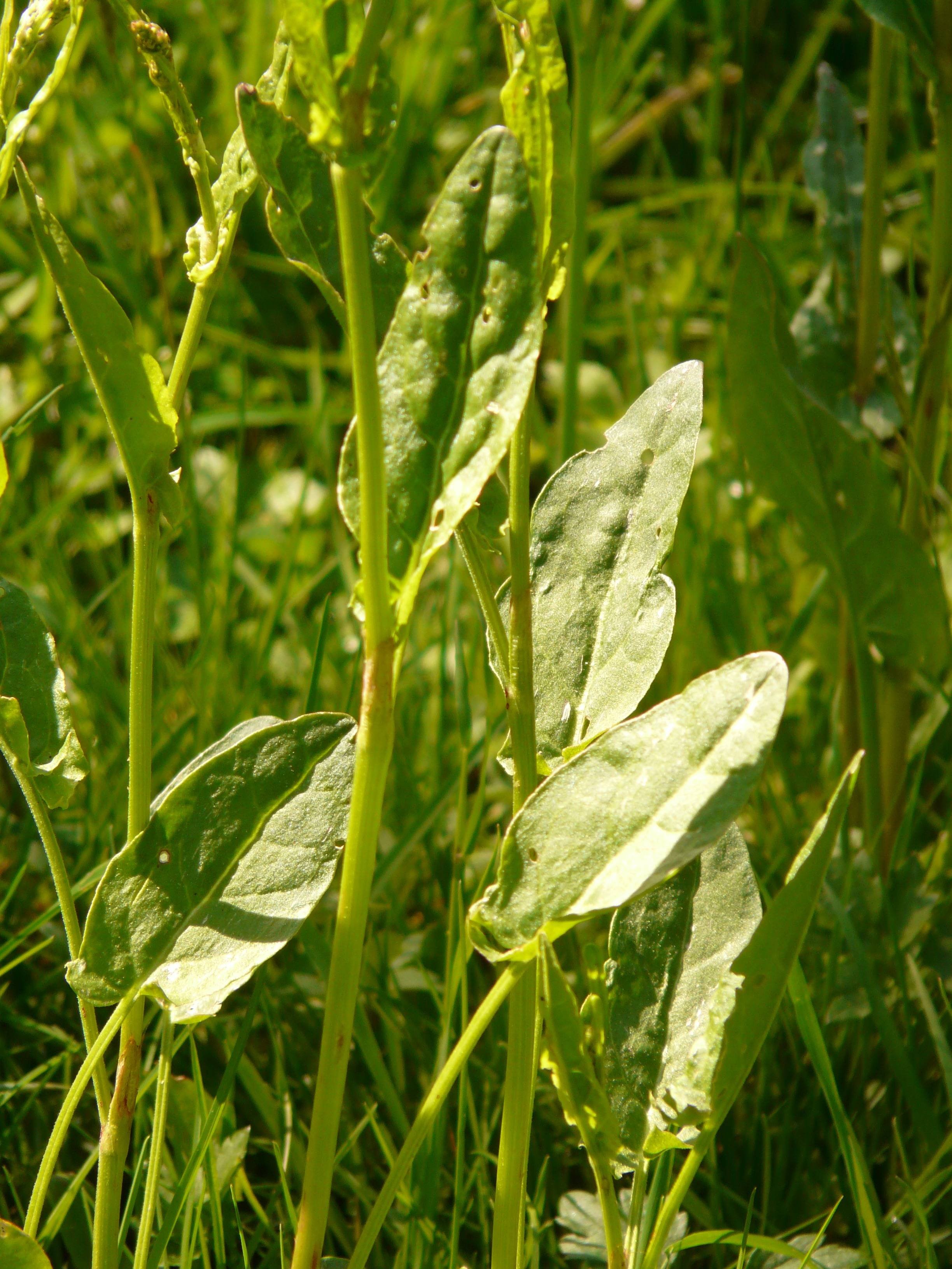 Как выглядит щавель фото. Щавель обыкновенный Rumex acetosa. Щавель кислый Rumex acetosa. Щавель Луговой. Щавель полевой.