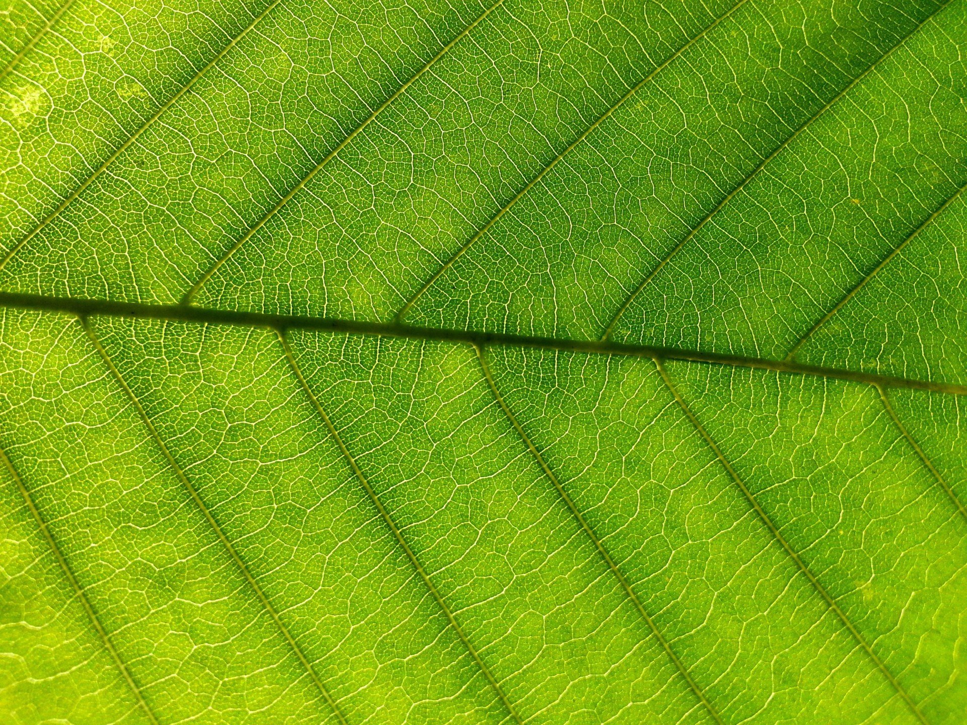 Листочки зеленого цвета. Зеленый лист. Текстура листа. Текстура листвы. Зеленый лист текстура.