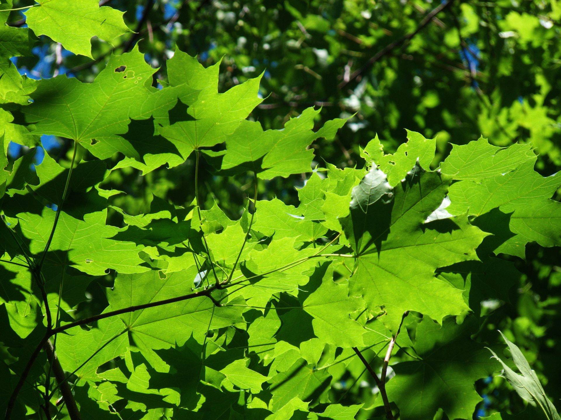 Клен резной слушать. Клен канадский остролистный. Канадский остролистный дуб листья. Клен остролистный лист. Клен остролистный (зеленая листва).