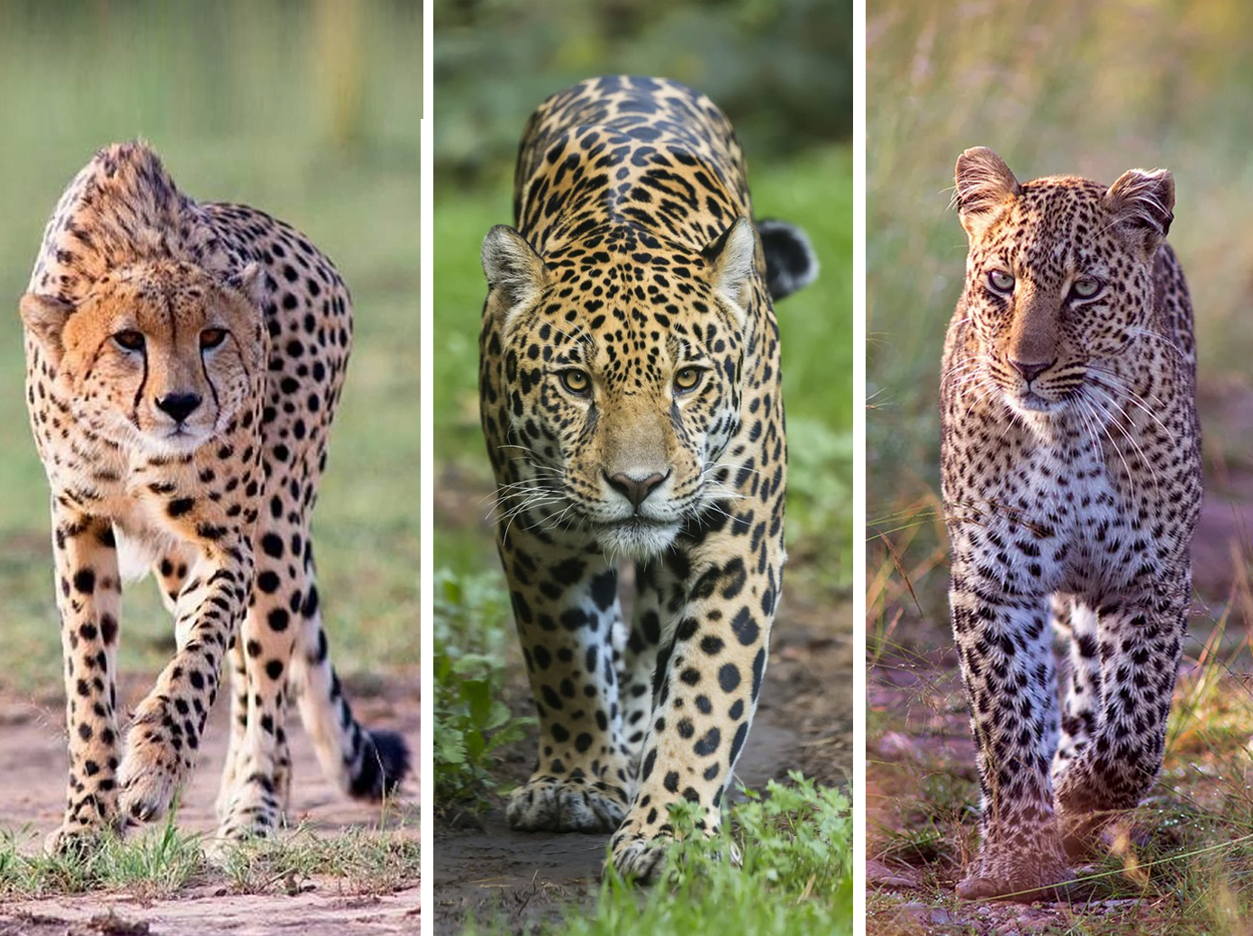 Гепард и леопард. Гепард леопард Ягуар. Ягуар и леопард. Гепард , леопард , Ягуар и Барс.