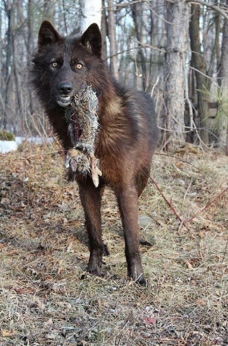 Wolfdog порода чёрные