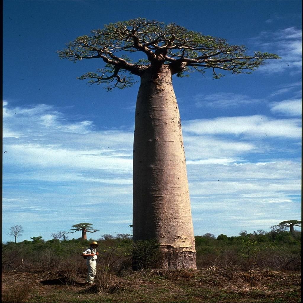 Родина дерева баобаб