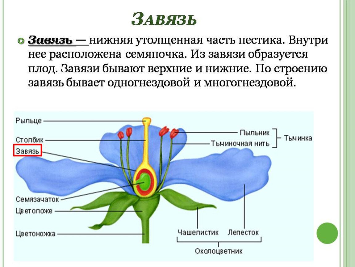 Кратность частей цветка. Срез завязи пестика лилии строение. Завязь и семяпочка строение. Завязь пестика схема. Завязь пестика лилии.