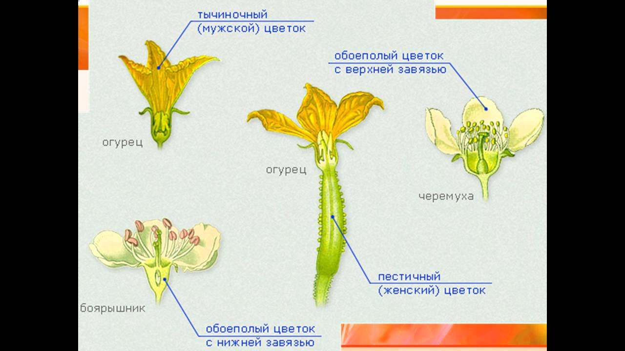 Сколько тычинок. Строение тычиночного цветка огурца. Строение тычиночного цветка. Тычиночные и пестичные цветки. Однополые и обоеполые цветки схема.