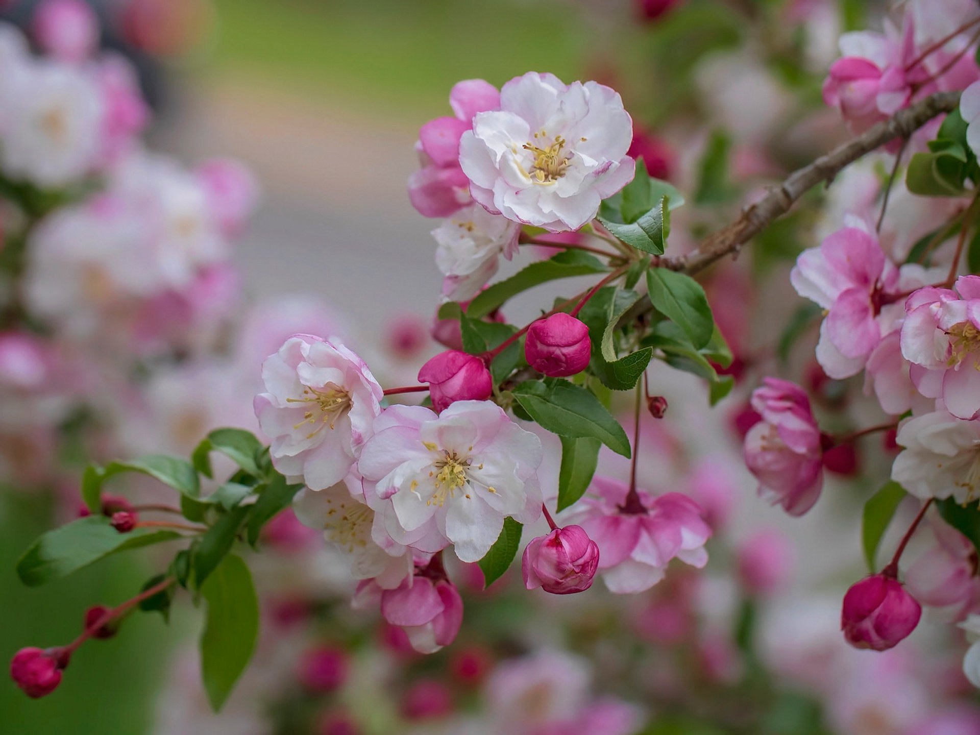 Яблоки цветы весны. Яблоня Флорина цветение. Яблоневый цвет (Malus domestica). Цветущая ветка яблони. Антоновская яблоня цветет.