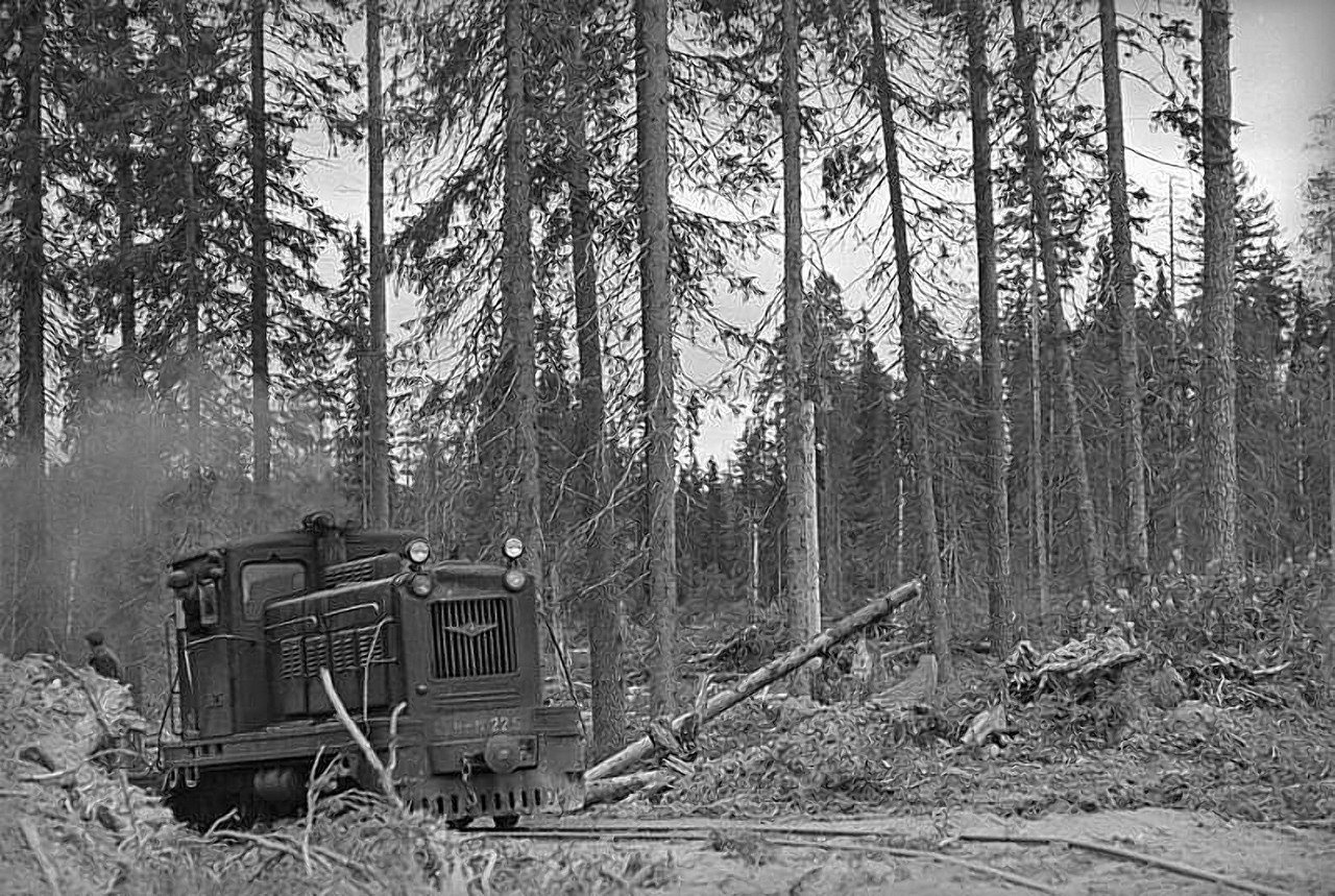 Заготовка леса 1950г