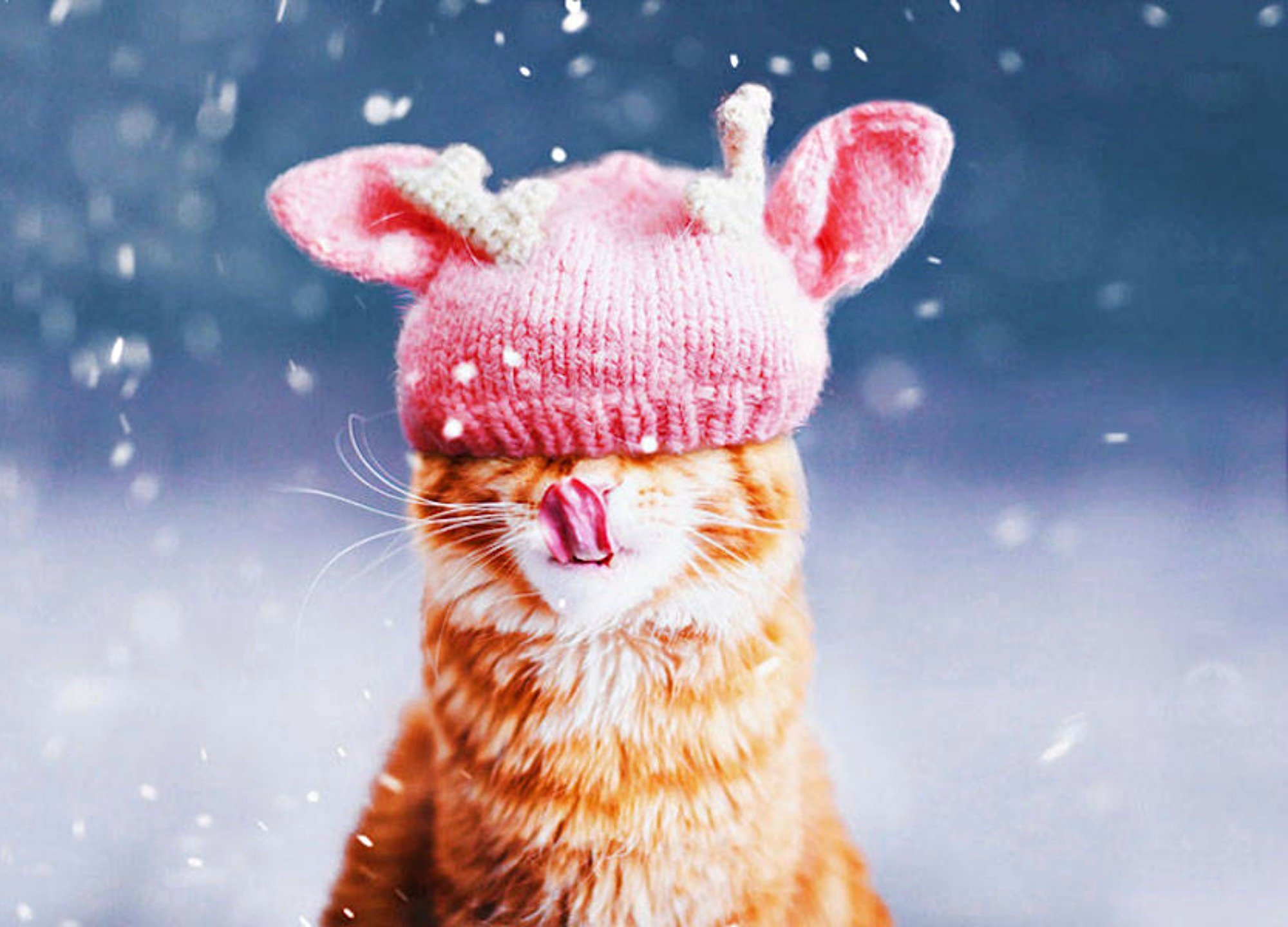 Доброго нового рабочего. Зимний кот. Кот в шапке зима.