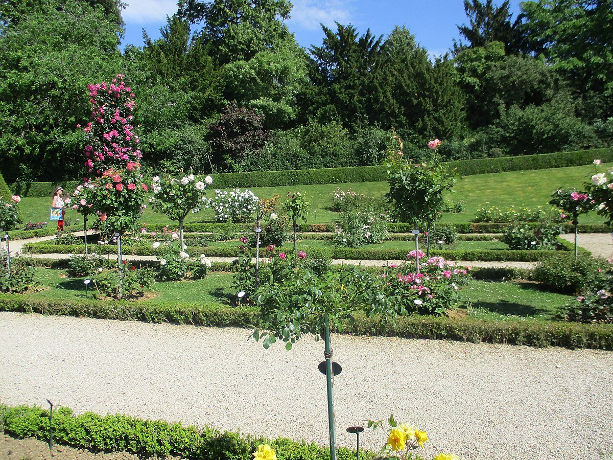 Розовый сад хутор ленина