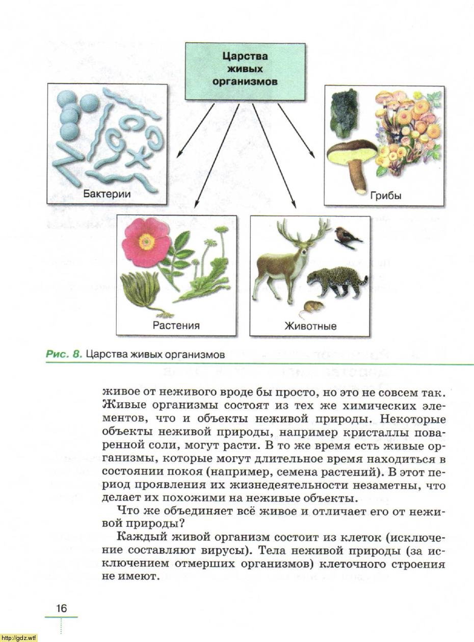 Царства живых организмов - фото и картинки: 67 штук