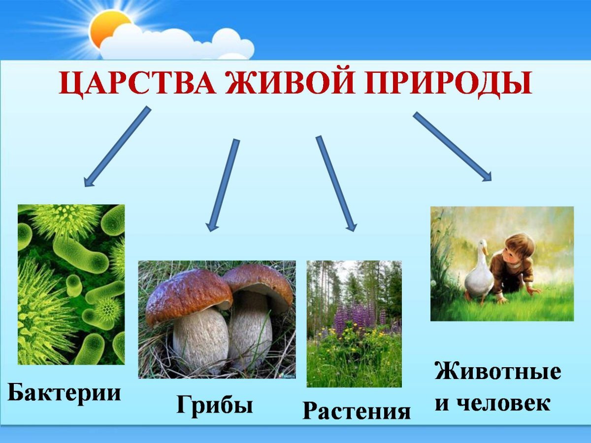 Царство живой природы бактерии грибы животные и человек