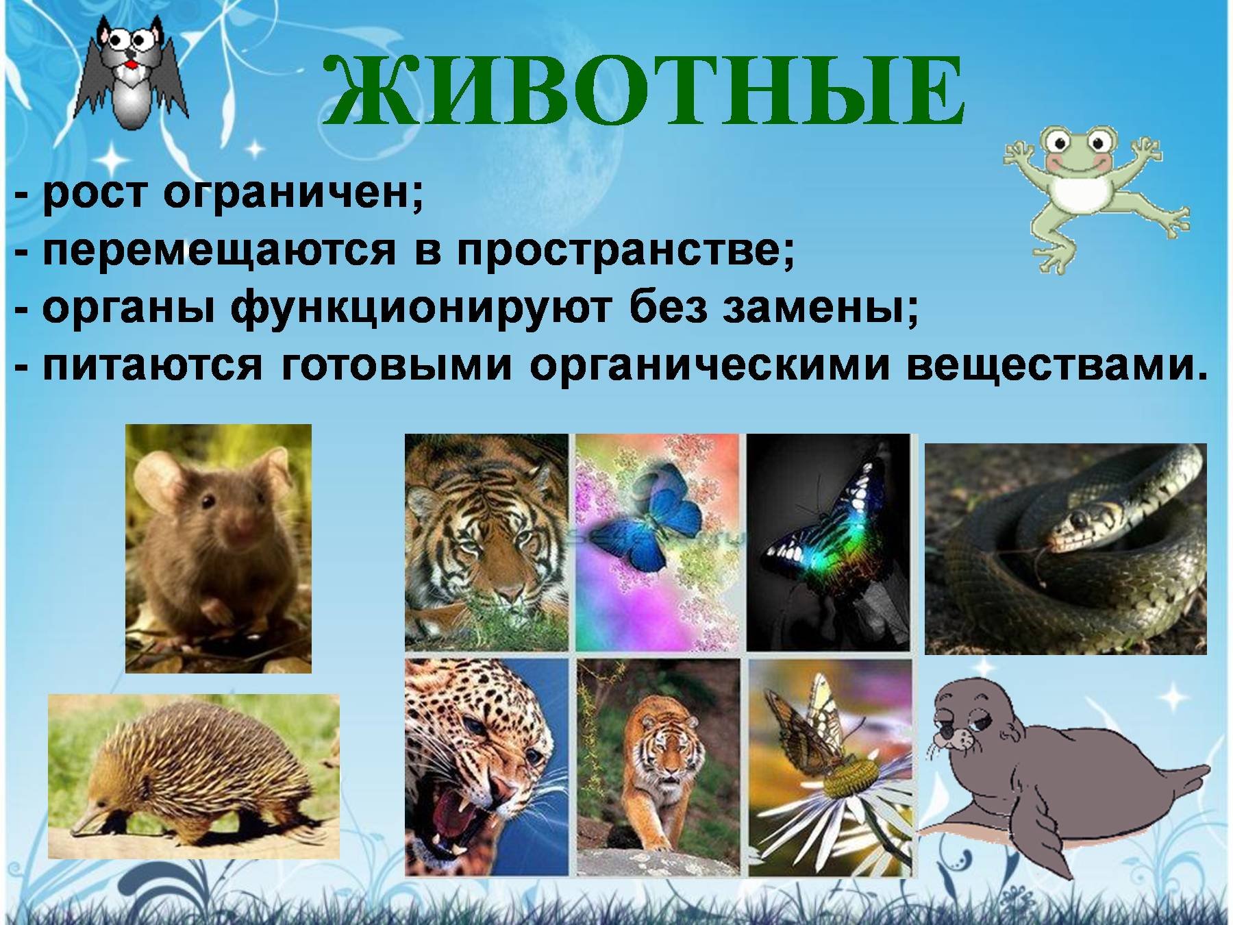 Характеристика объекта живой природы животные. Разнообразные живые организмы. Разнообразие живой природы. Многообразие животных. Разнообразие живых организмов.