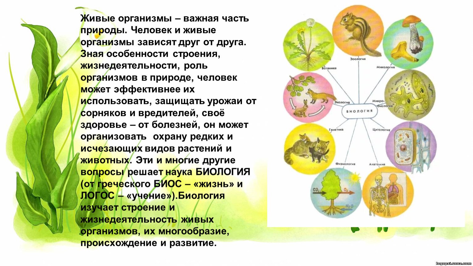 Живые организмы биология