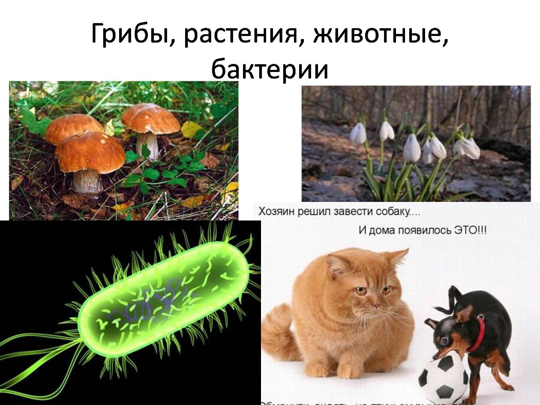 Животные выпадают из общего ряда. Царство растений животных грибов бактерий вирусов. Бактерии грибы животные. Растение гриб бактерия. Разнообразные живые организмы.