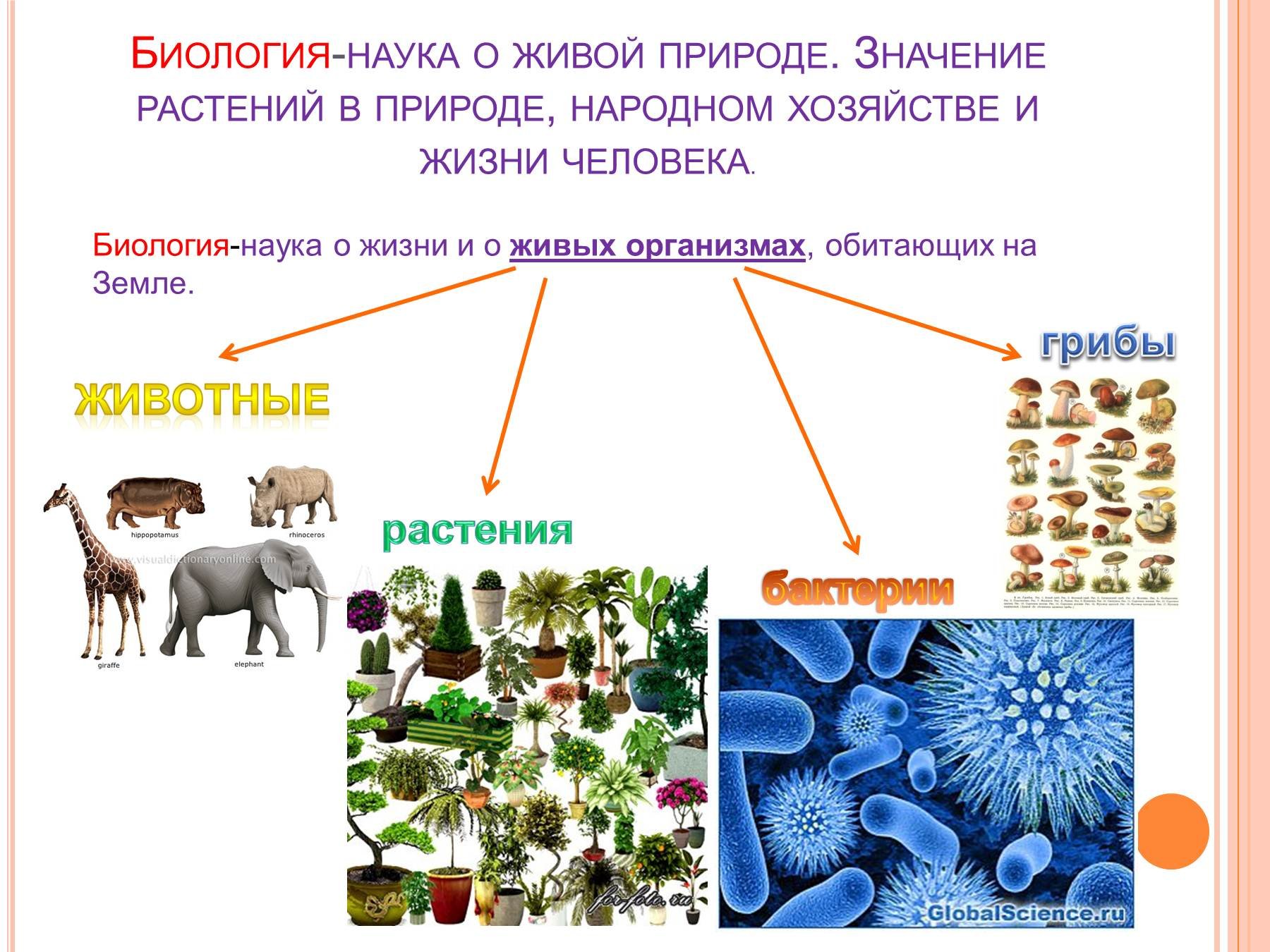 Живые организмы накопители различных элементов презентация