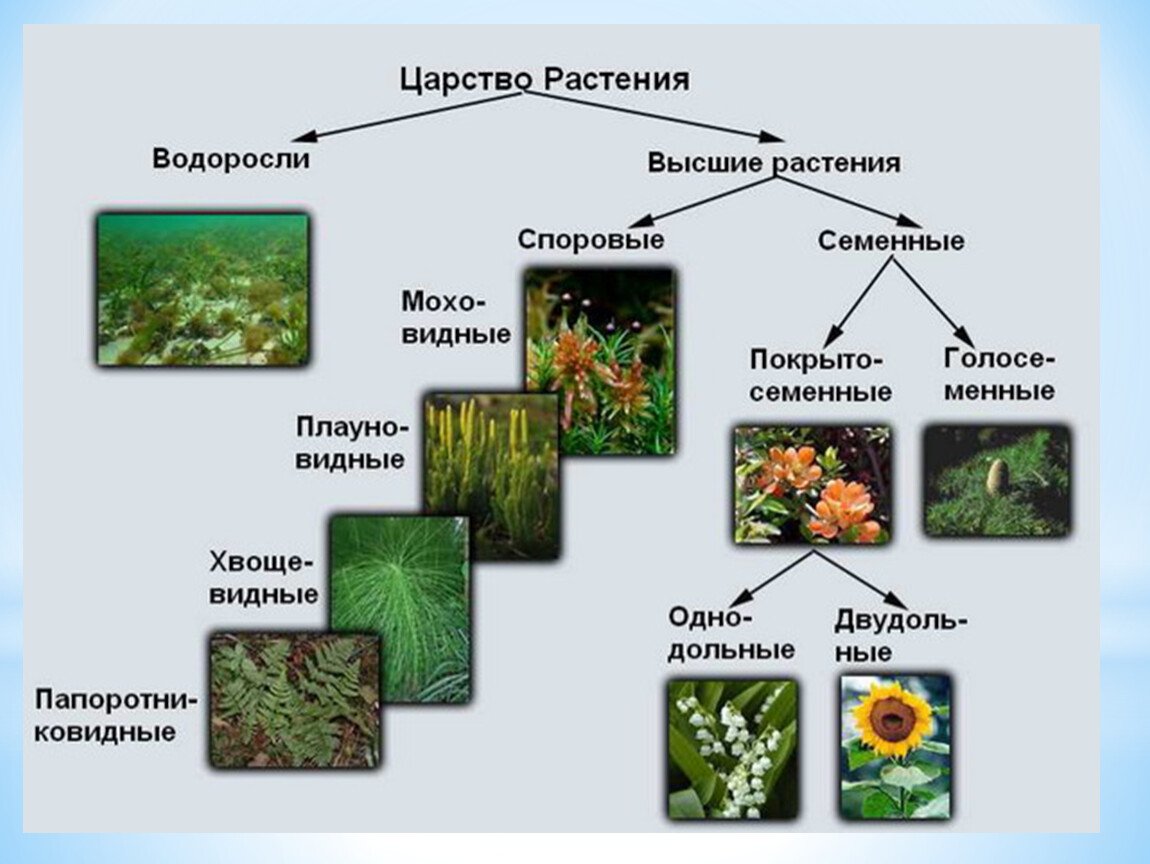 Проект живой организм