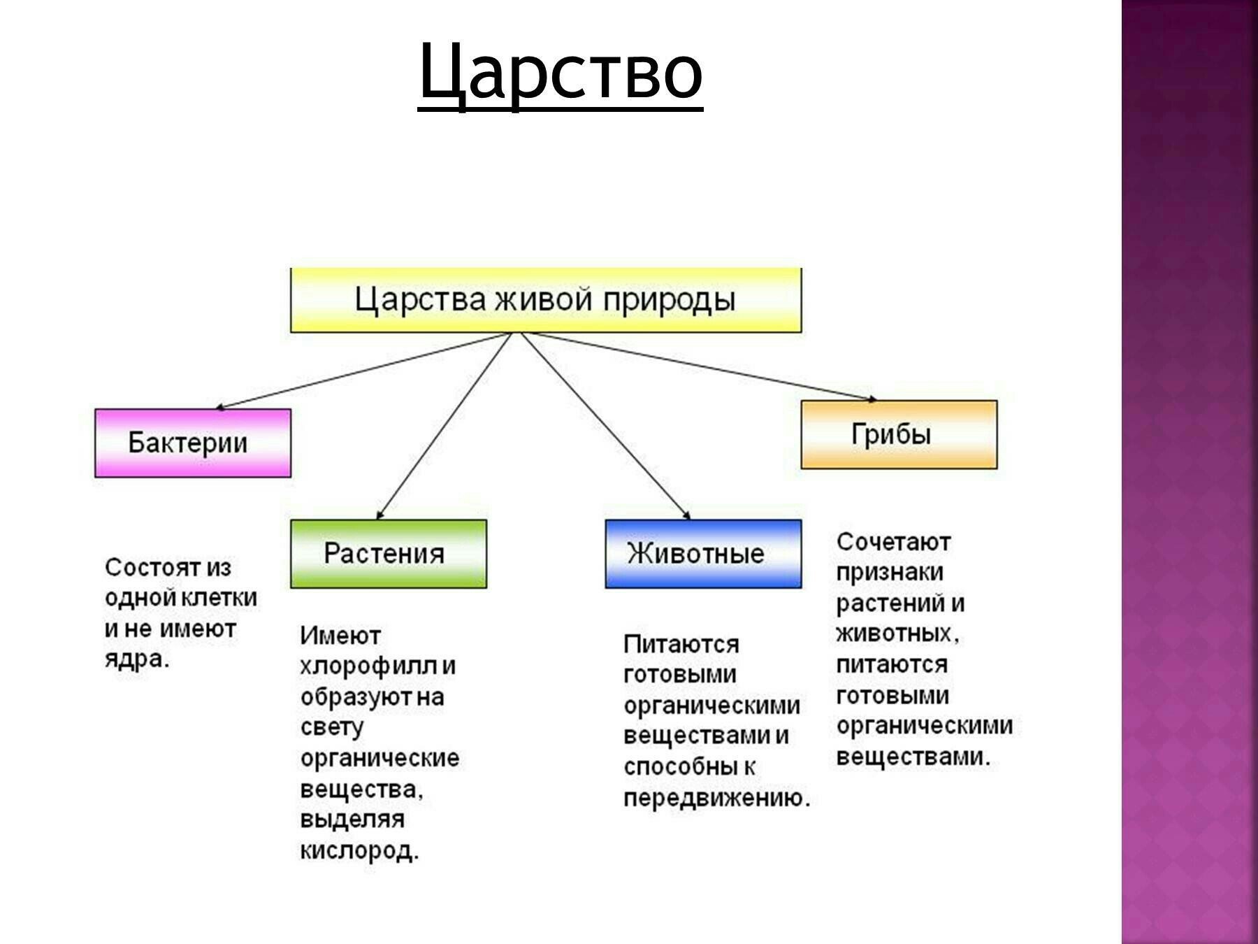 Царство живых организмов схема