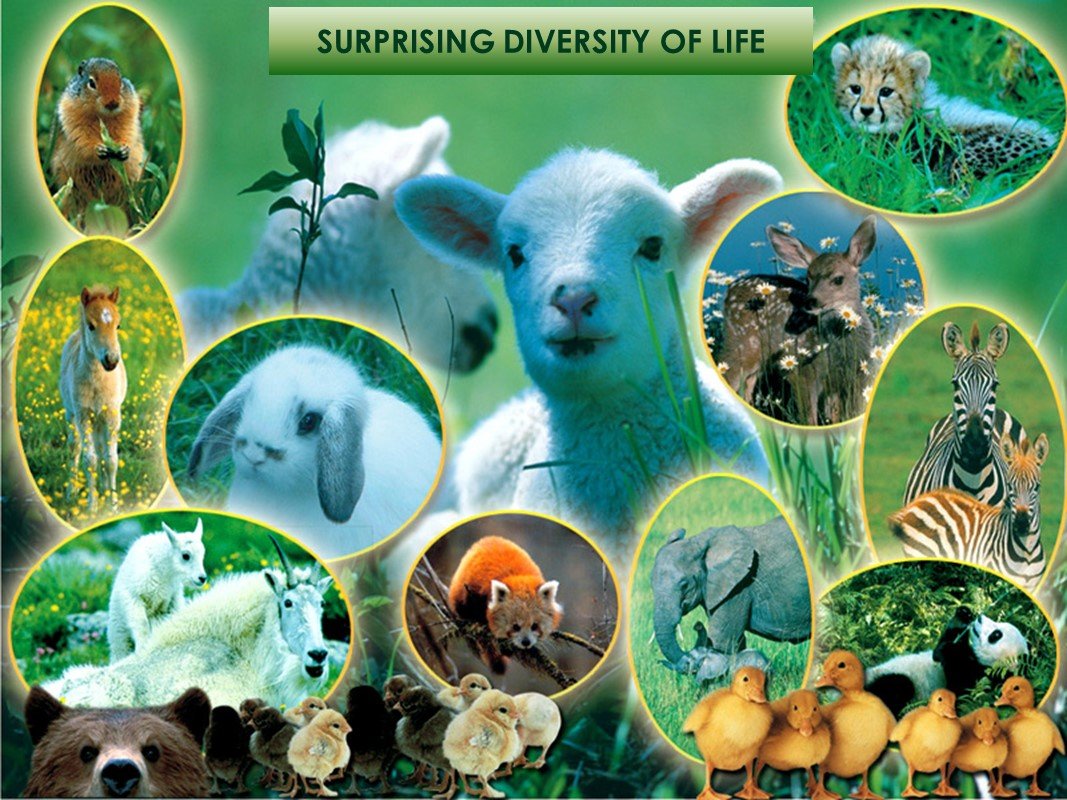 Биологическое разнообразие фото