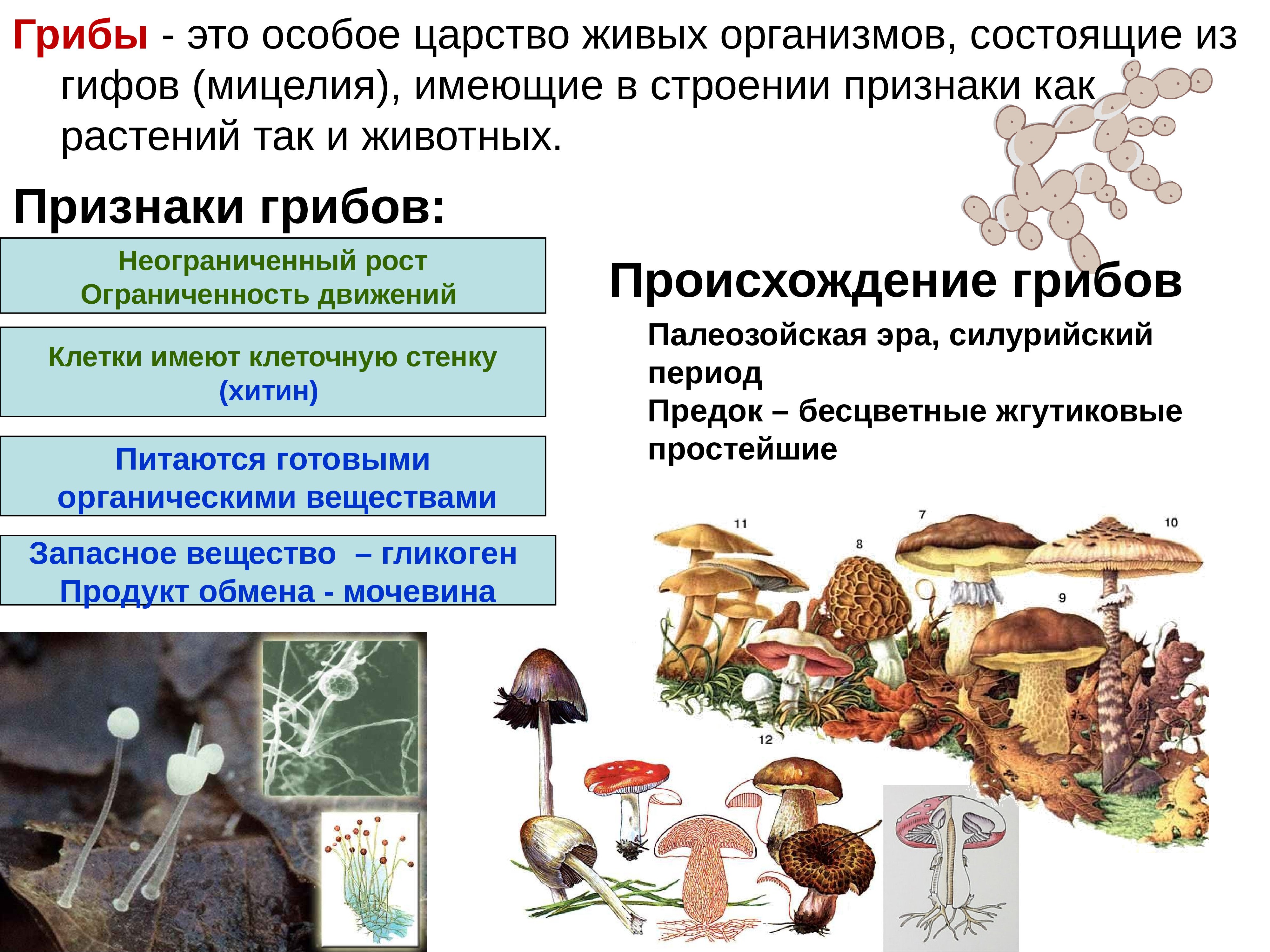К какому веществу относятся грибы. Признаки характерные для царства грибы. Царства живых организмов грибы. Грибы царство грибов. Грибы особое царство живых организмов.