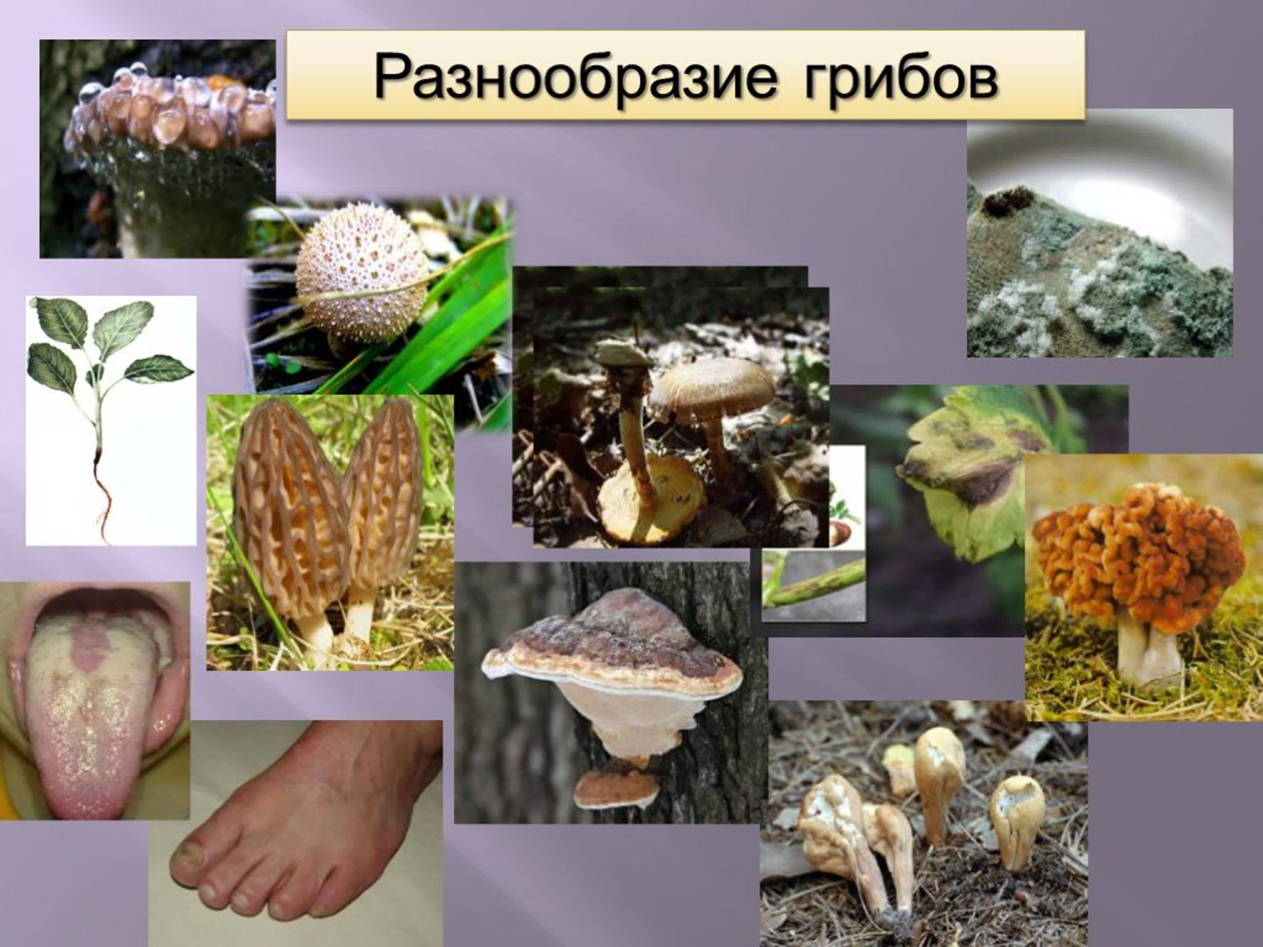 Многообразие где. Разнообразие грибов. Разнообразие грибов в природе. Многообразие царства грибов. Биологическое разнообразие грибов.