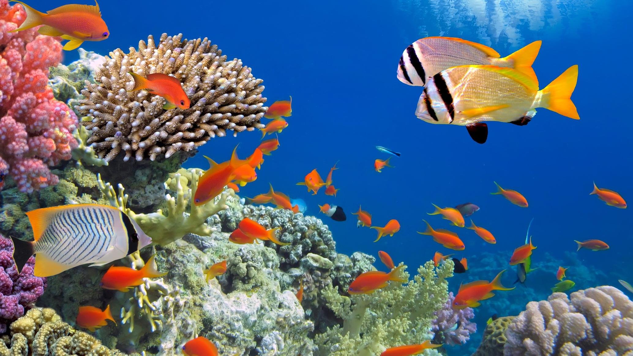 подводный мир красного моря египет