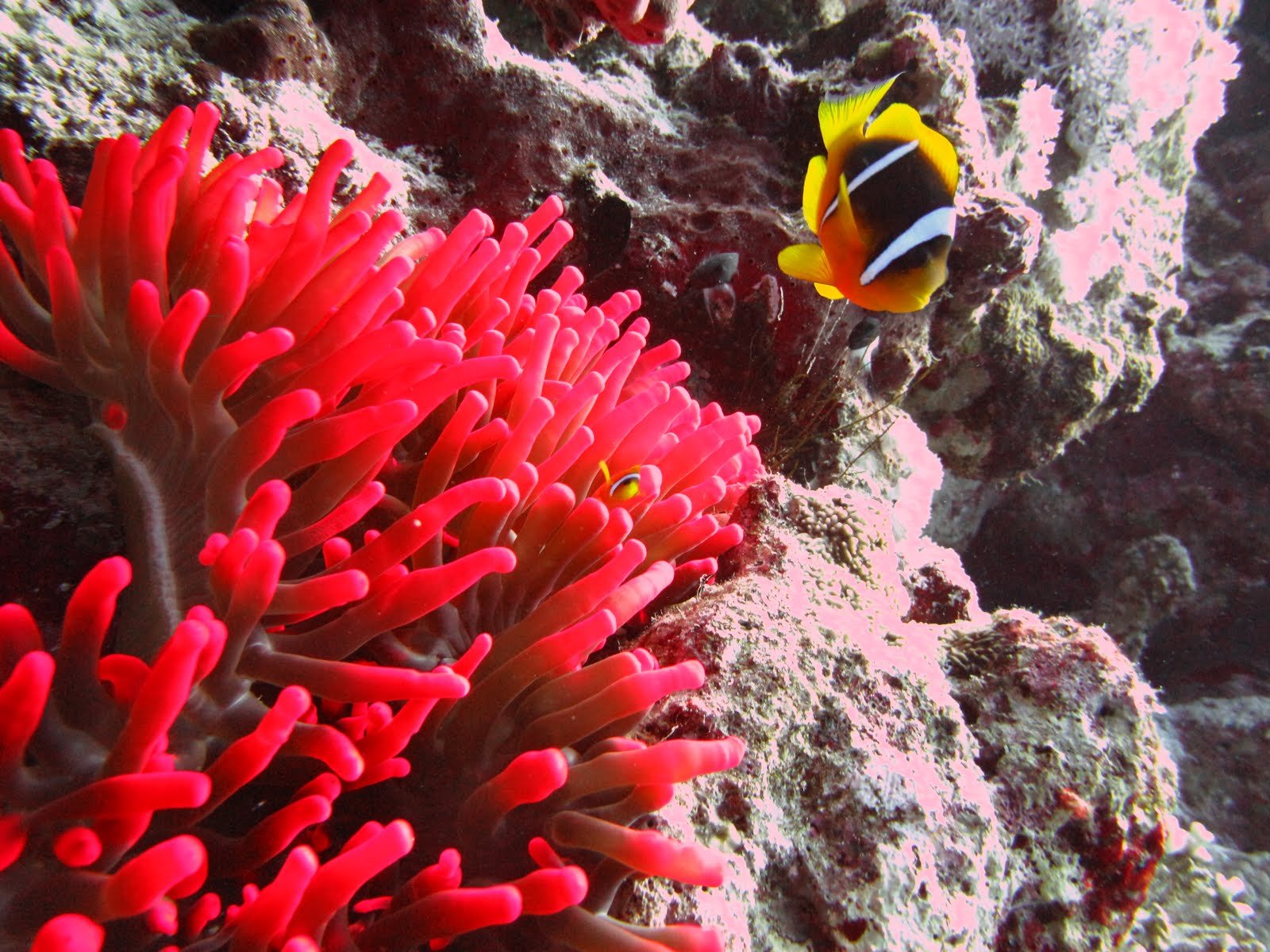 El coral. Коралловый риф Египет. Коралловые рифы красного моря. Кораллы в Хургаде. Коралловый риф в Шарм Эль Шейхе.
