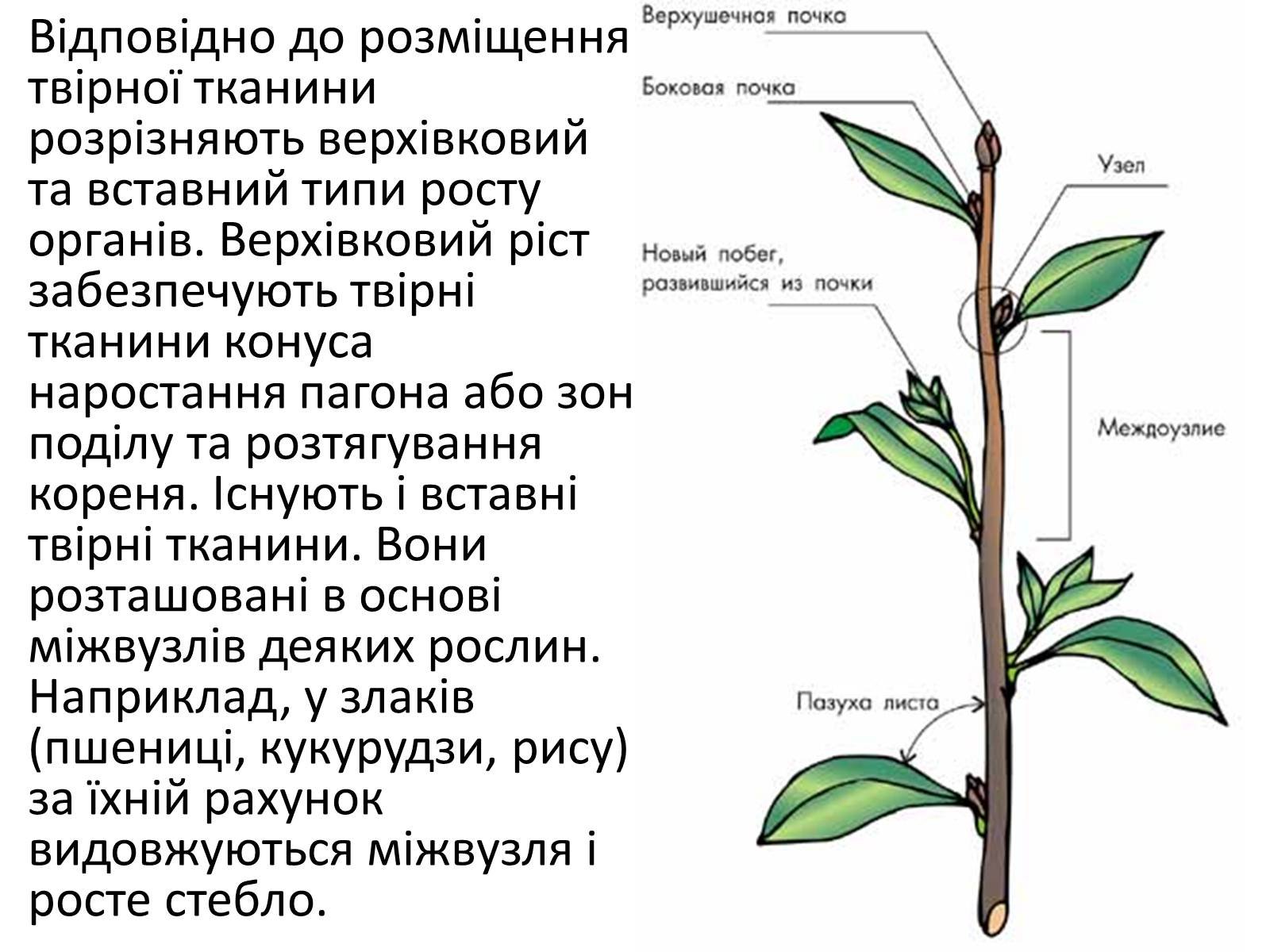 Листья долго сохраняют верхушечный рост. Метамерное строение побега. Междоузлие у растений. Междоузлие у побега. Последовательность расположения метамеров побега.