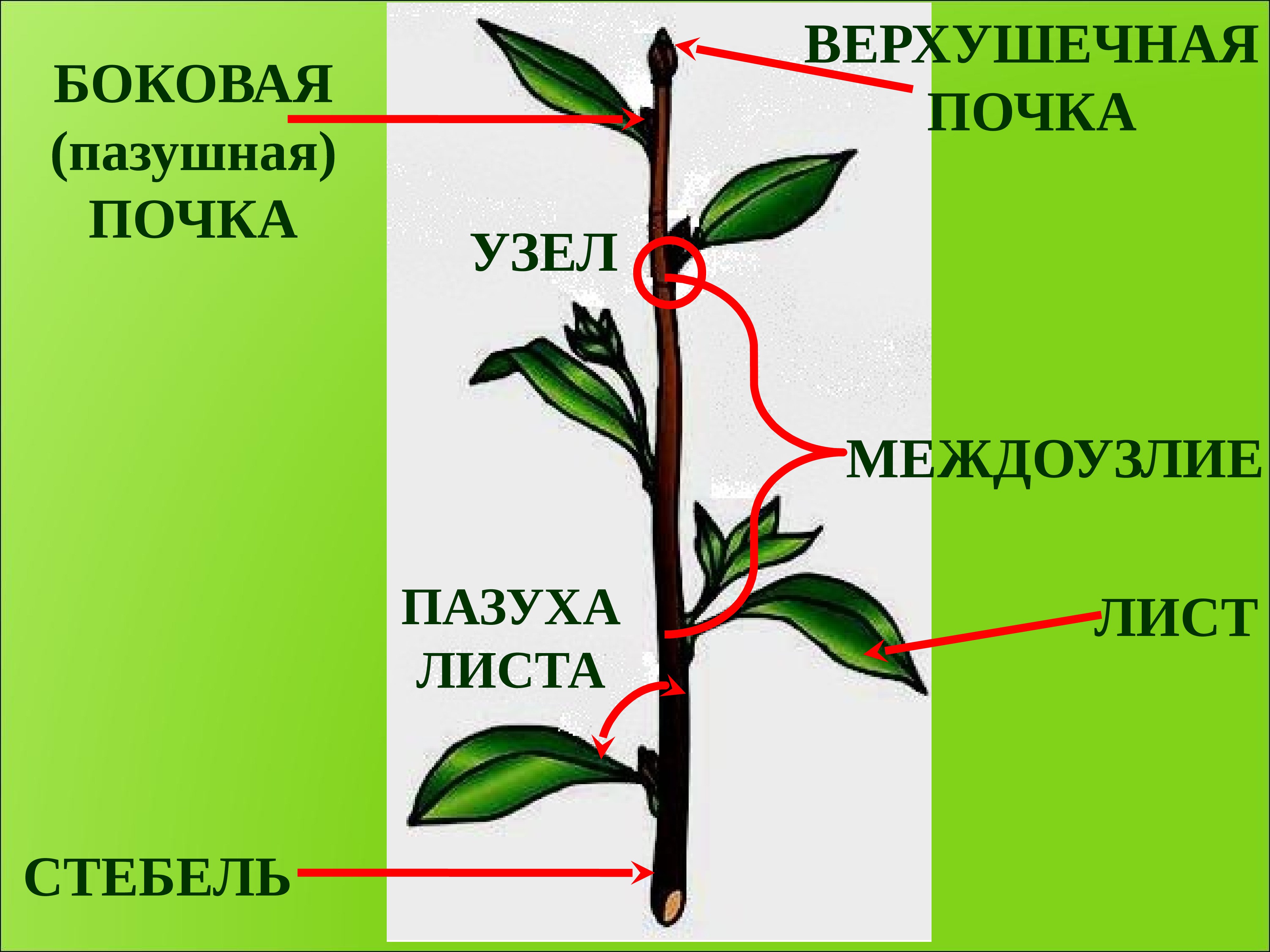 Где боковая почка у растений. ПАЗУШНАЯ почка побег стебель. Стебель верхушечная почка междоузлие. Стебель ПАЗУШНАЯ почка междоузлие. Узел междоузлие пазуха листа.