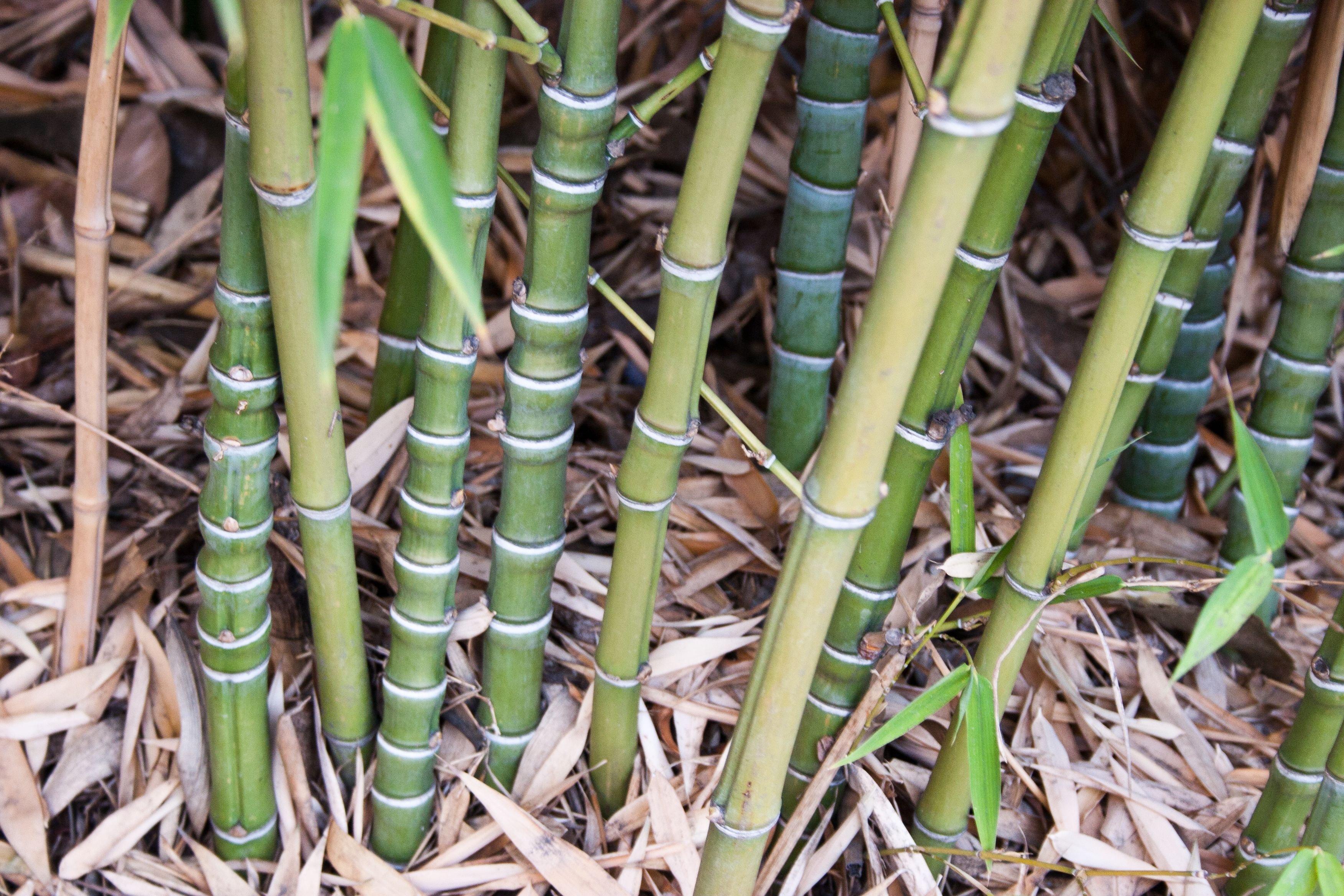 Бамбук размножение