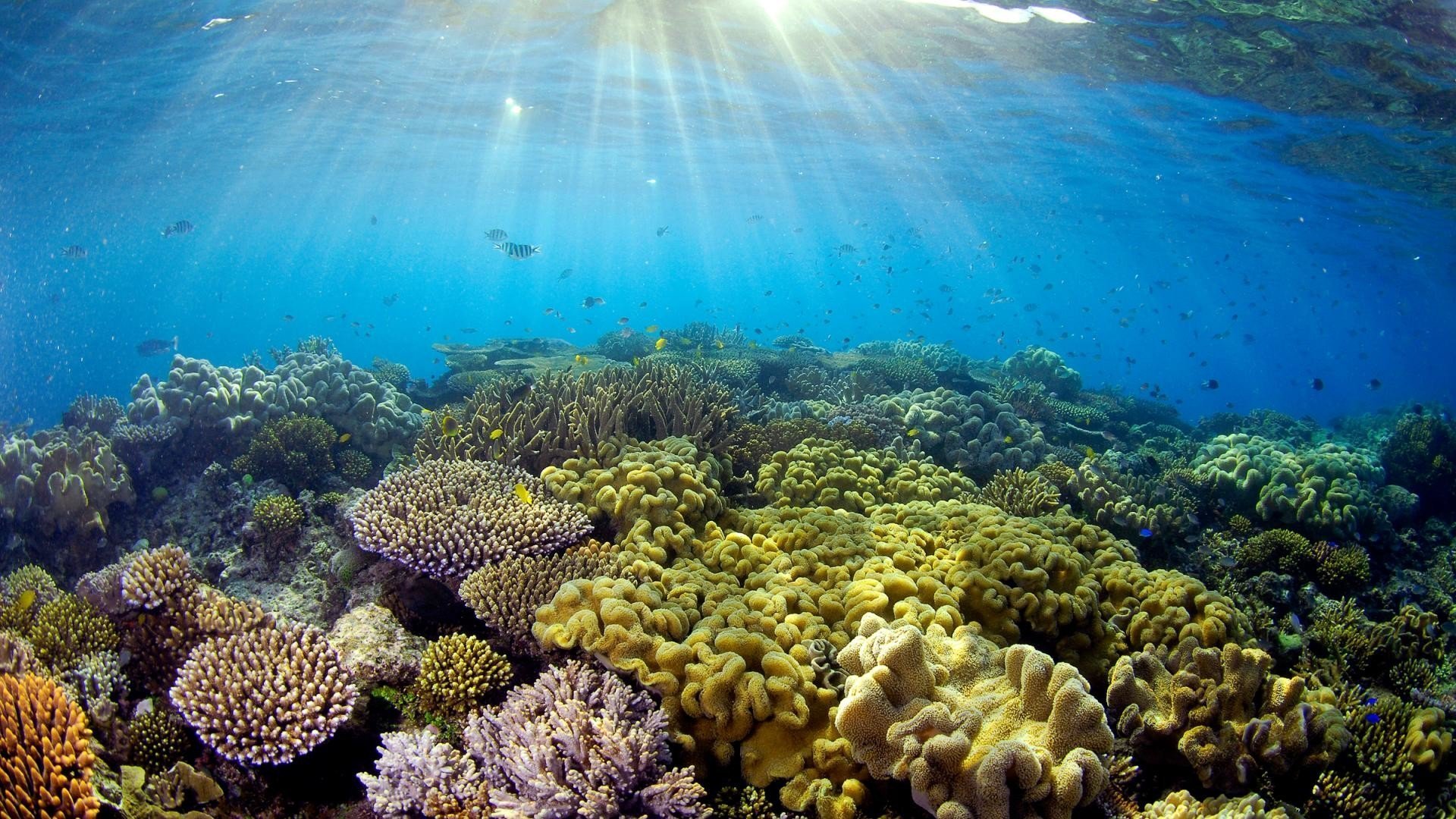 Рифы тихого океана. Большой Барьерный риф в тихом океане. Большой Барьерный риф кораллы. Большой коралловый риф в Австралии. Коралловый Барьерный риф в Австралии.