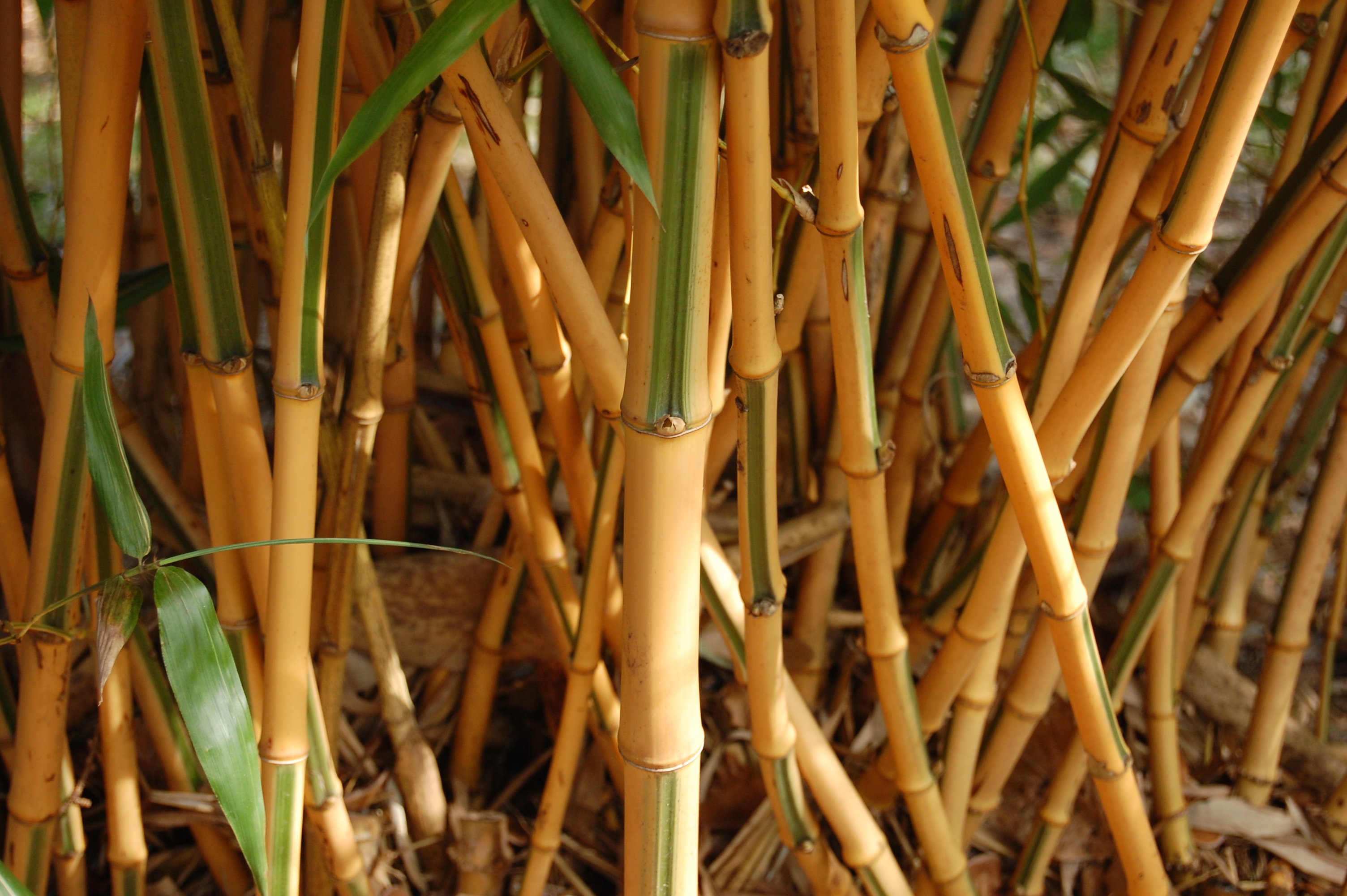 Листоколосник бамбуковый